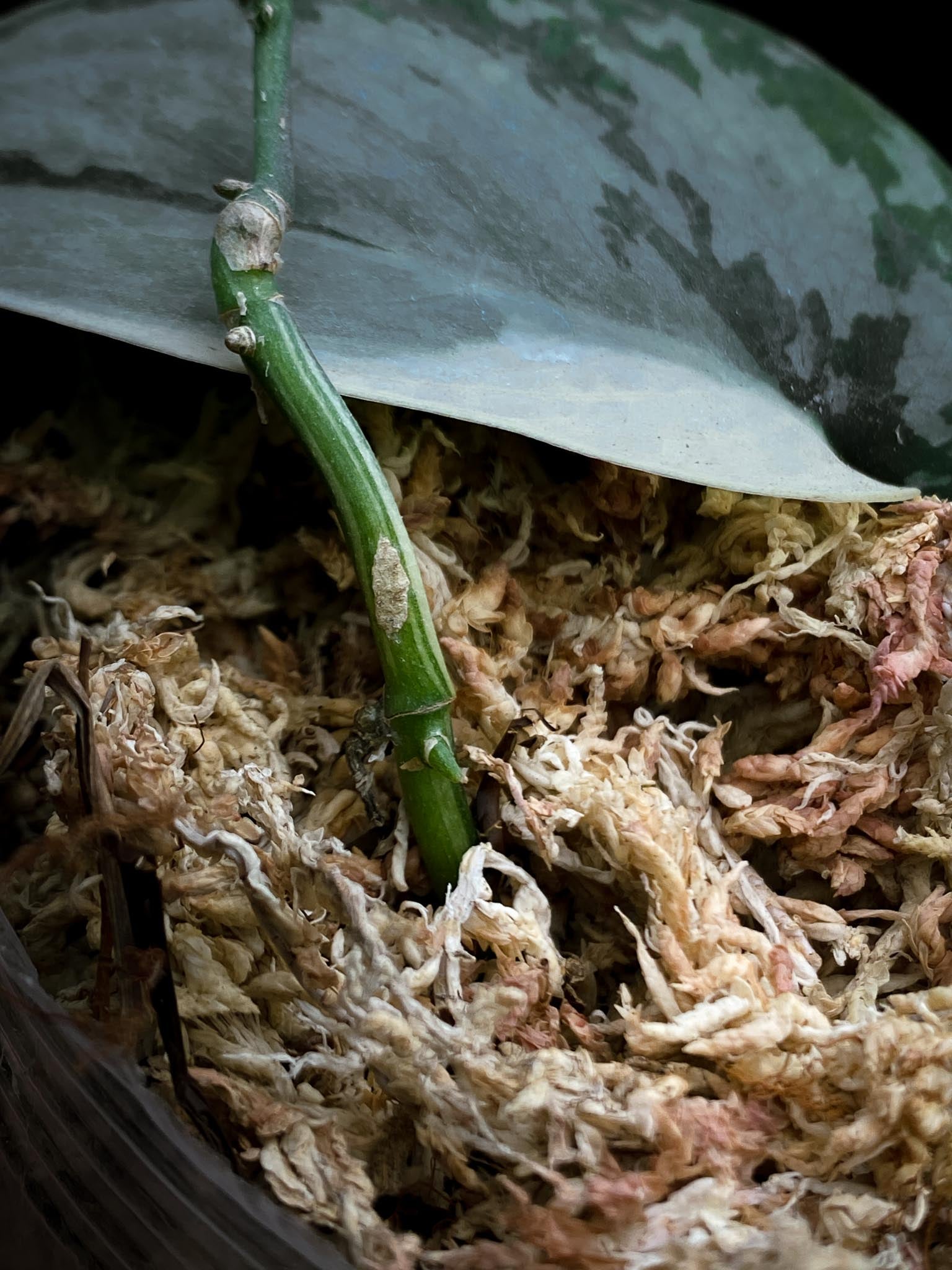 *Scindapsus Mayari Variegated 1 Leaf 1 Node Rooted
