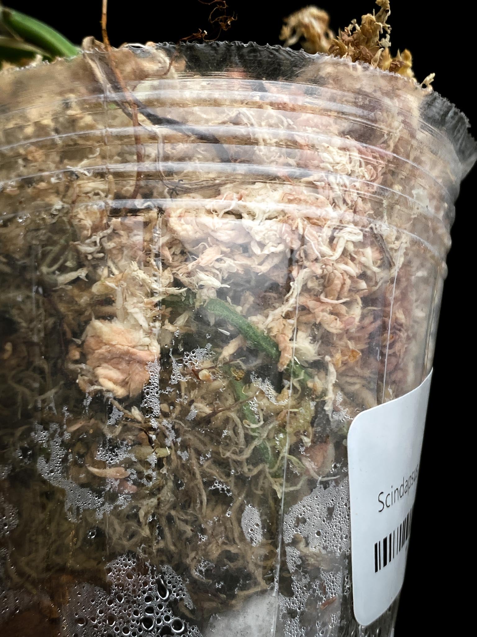 *Scindapsus Mayari Variegated 1 Leaf 1 Node Rooted
