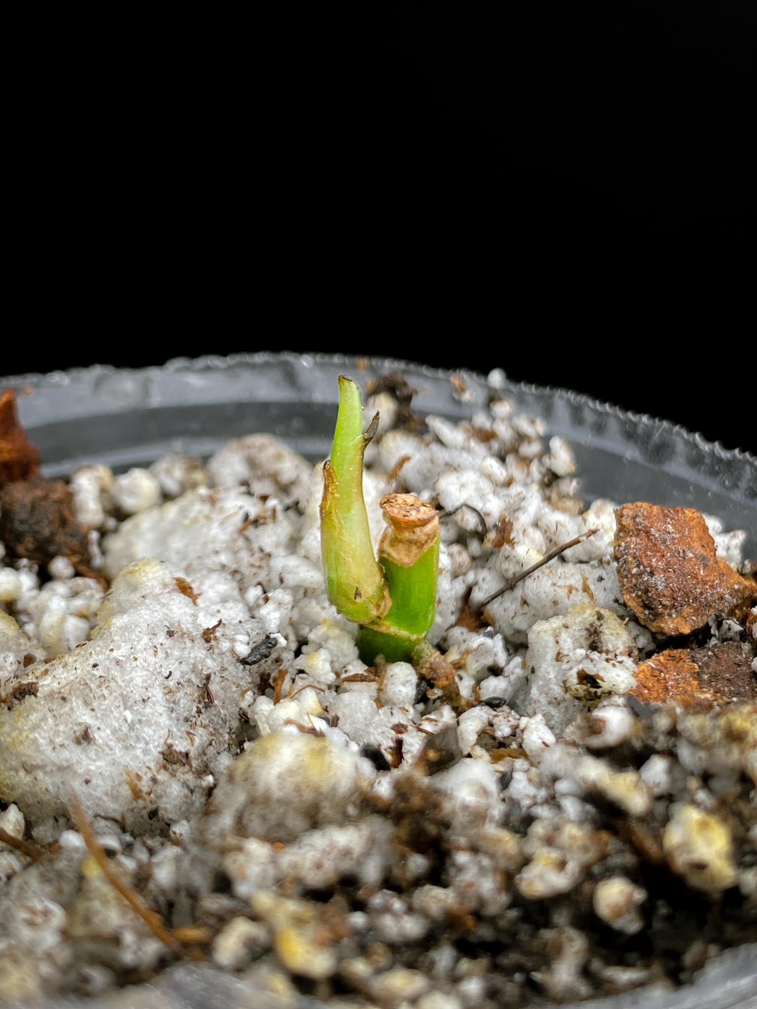 *Monstera Adansonii Albo Tricolor 2 Nodes 1 Sprout Rooted
