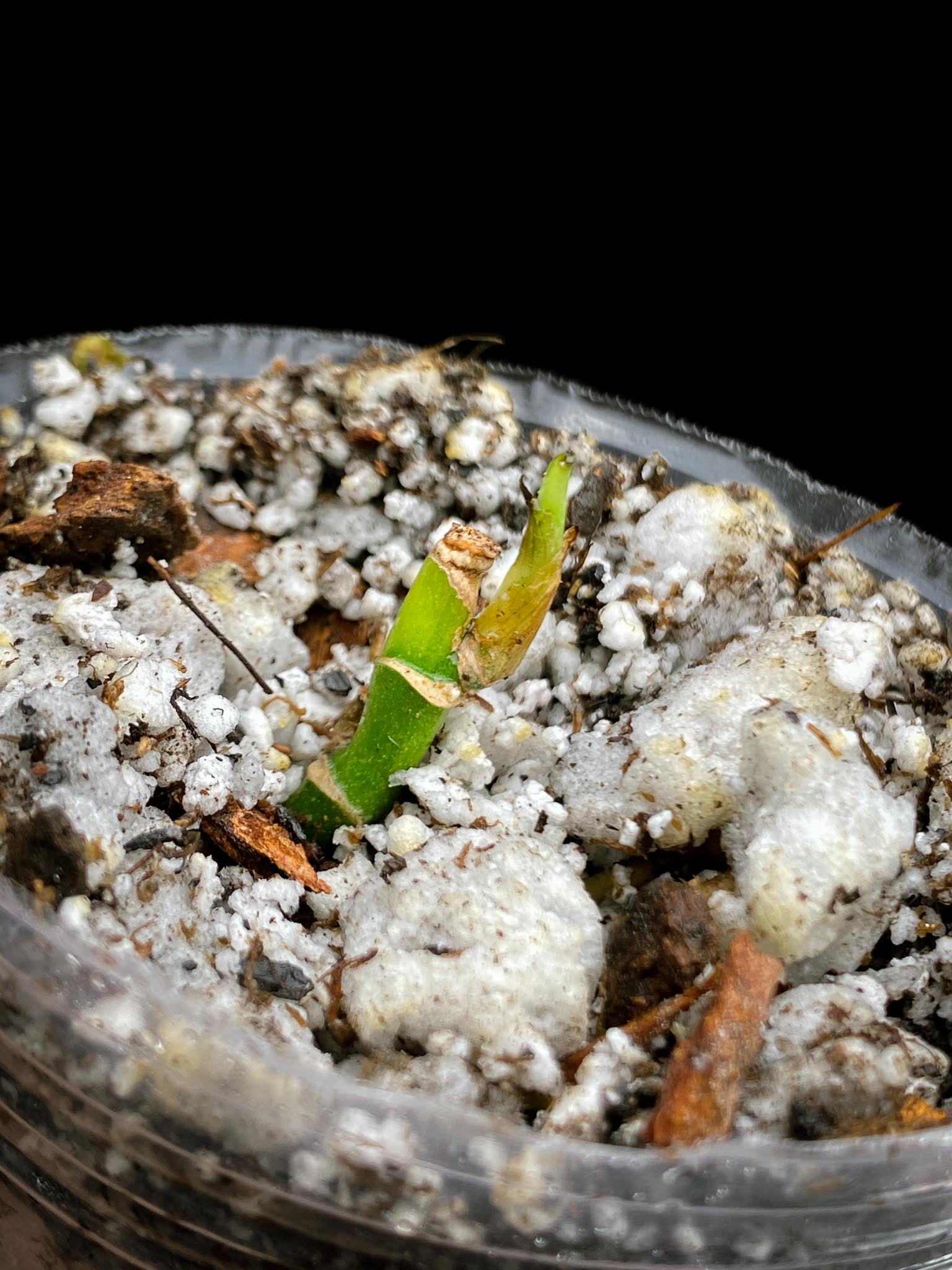 *Monstera Adansonii Albo Tricolor 2 Nodes 1 Sprout Rooted
