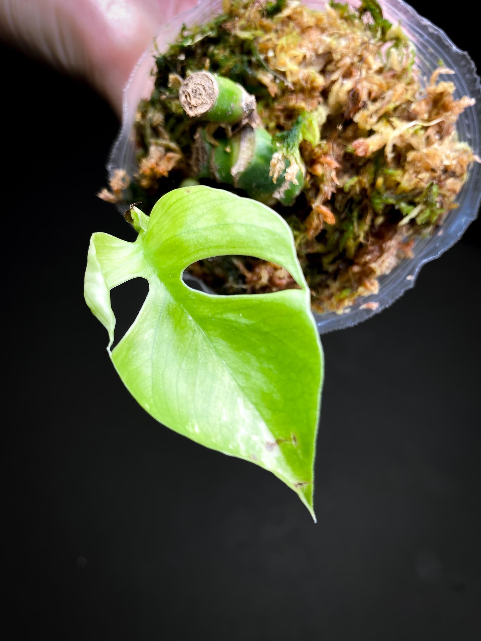 *Rhaphidophora tetrasperma variegated 1 Leaf Multiple Nodes Rooted