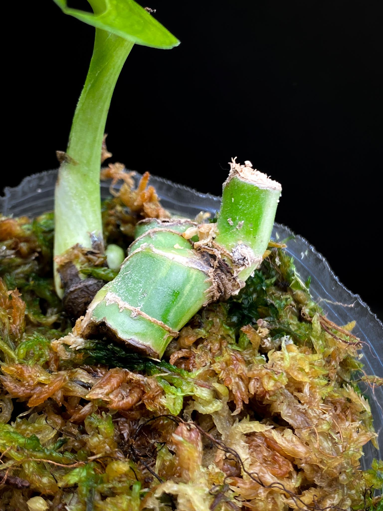 *Rhaphidophora tetrasperma variegated 1 Leaf Multiple Nodes Rooted