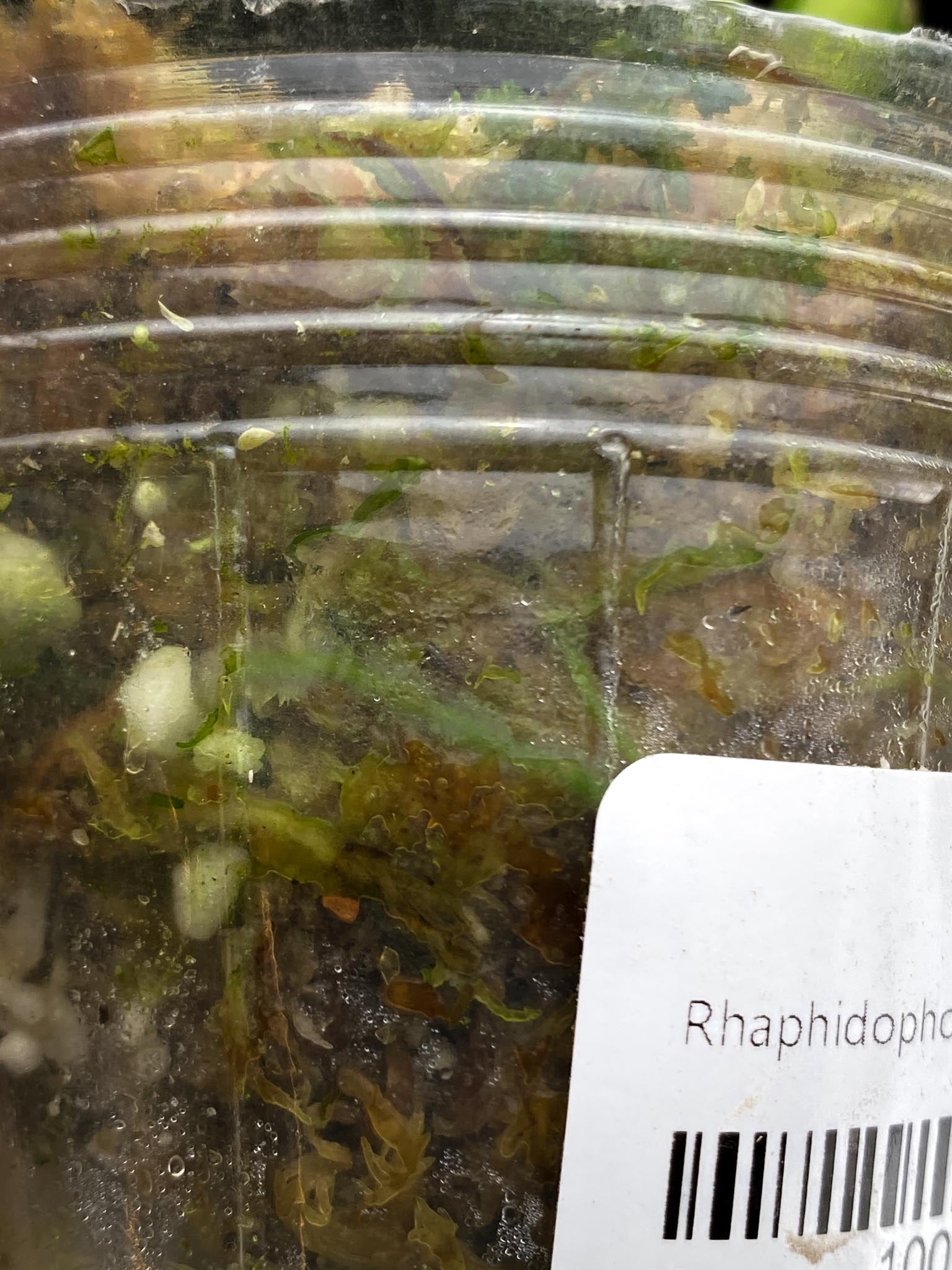 *Rhaphidophora tetrasperma variegated 1 Leaf Multiple Nodes Rooted