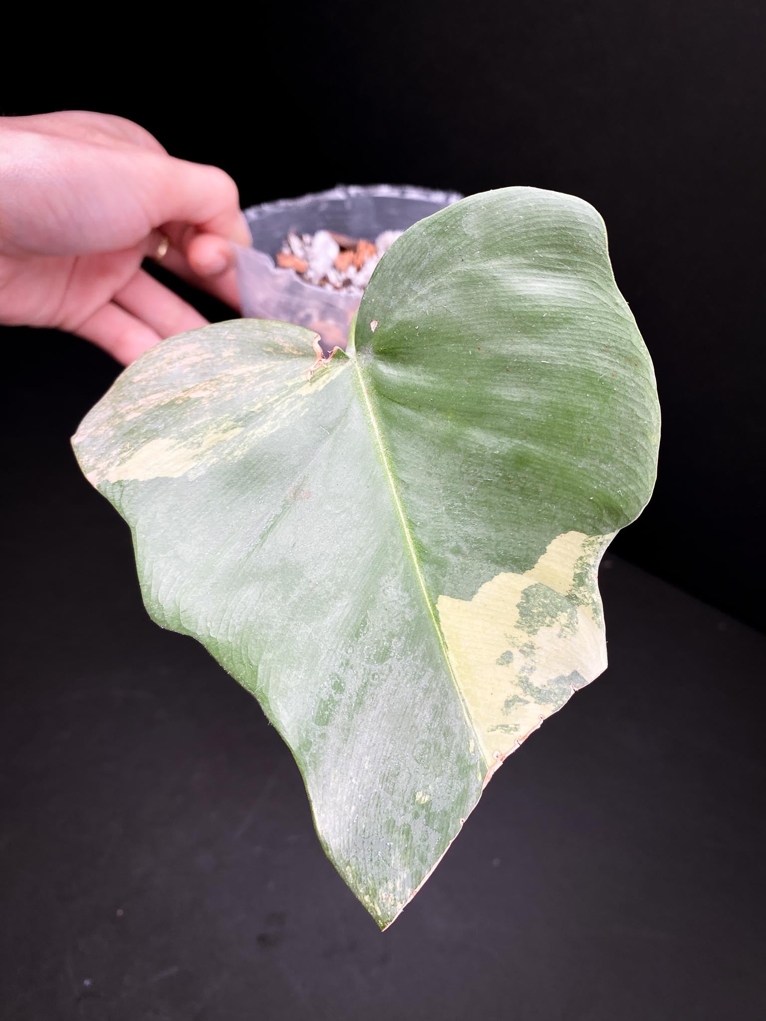 *Philodendron Bipennifolium Variegated 1 Leaf 1 Node Rooted
