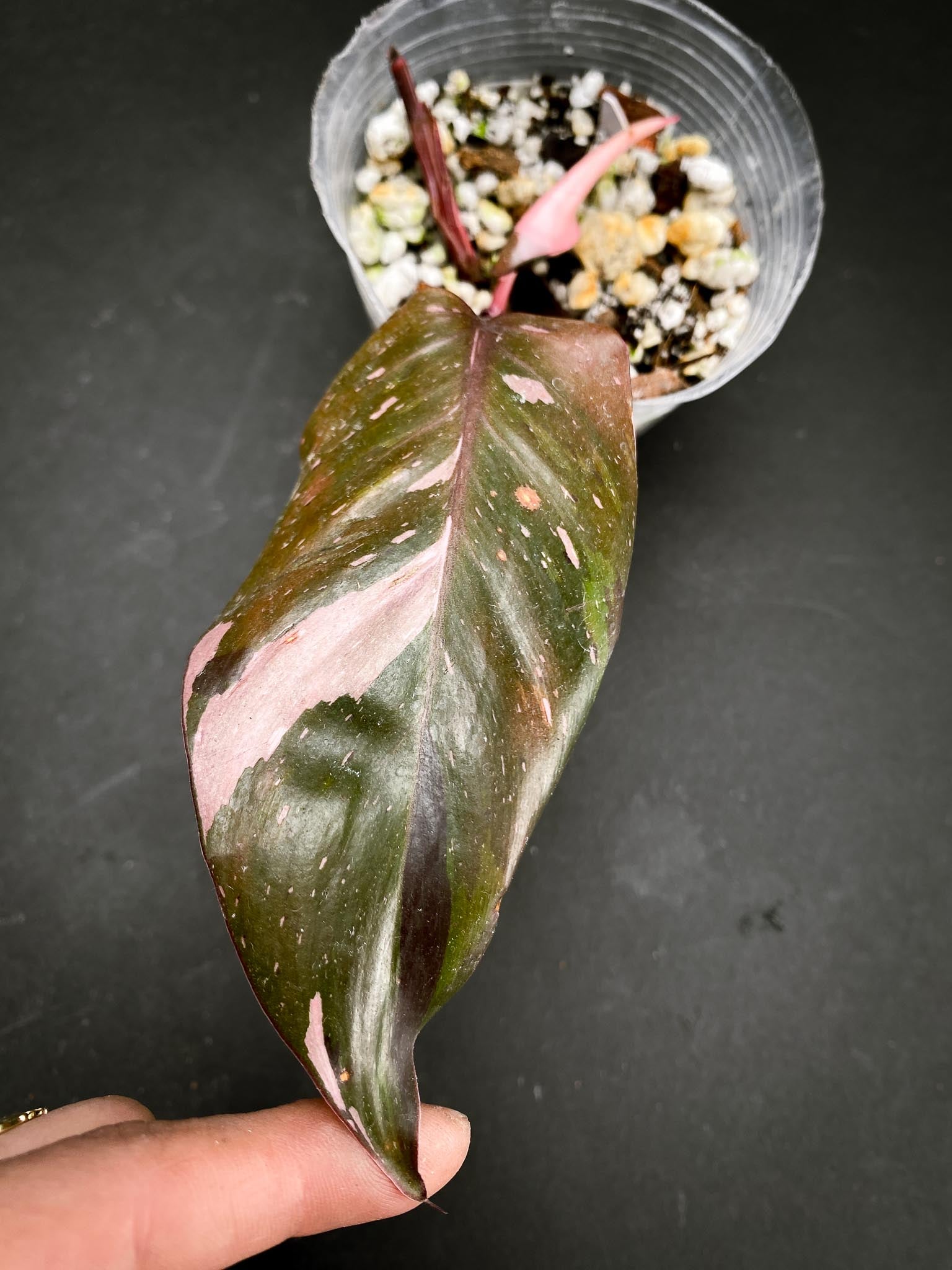 *Philodendron pink Princess Marble Galaxy 1 Leaf 3 Nodes 1 Sprout Rooted