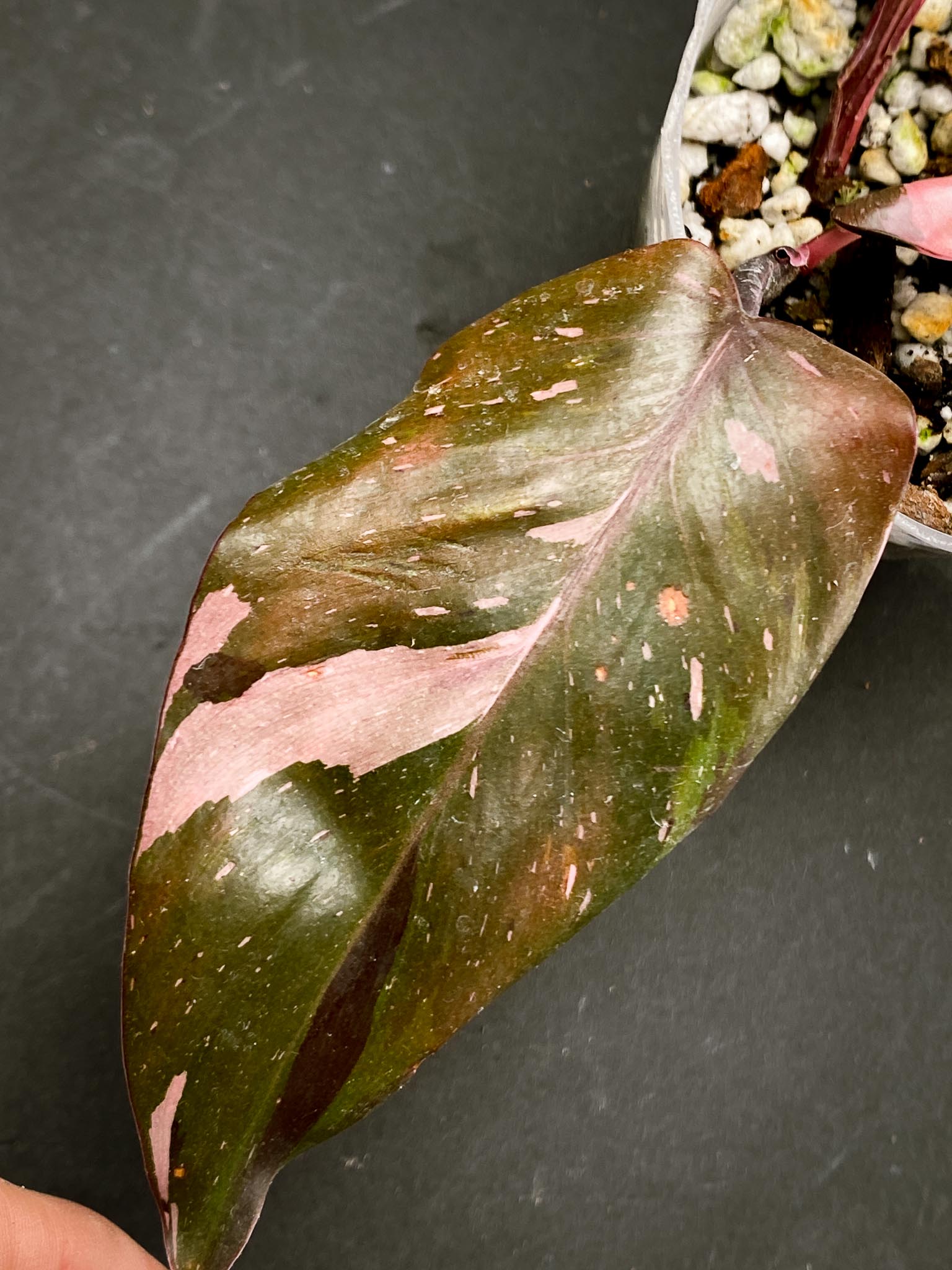 *Philodendron pink Princess Marble Galaxy 1 Leaf 3 Nodes 1 Sprout Rooted