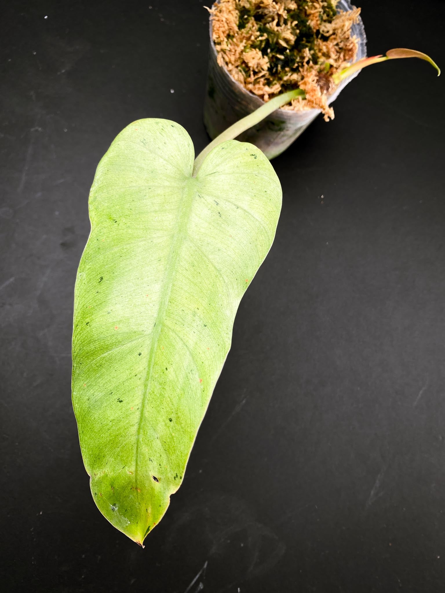 *Philodendron Whipple Way A++ (US Clone) 2 Leaves 3 Nodes 1 Sprout Rooted