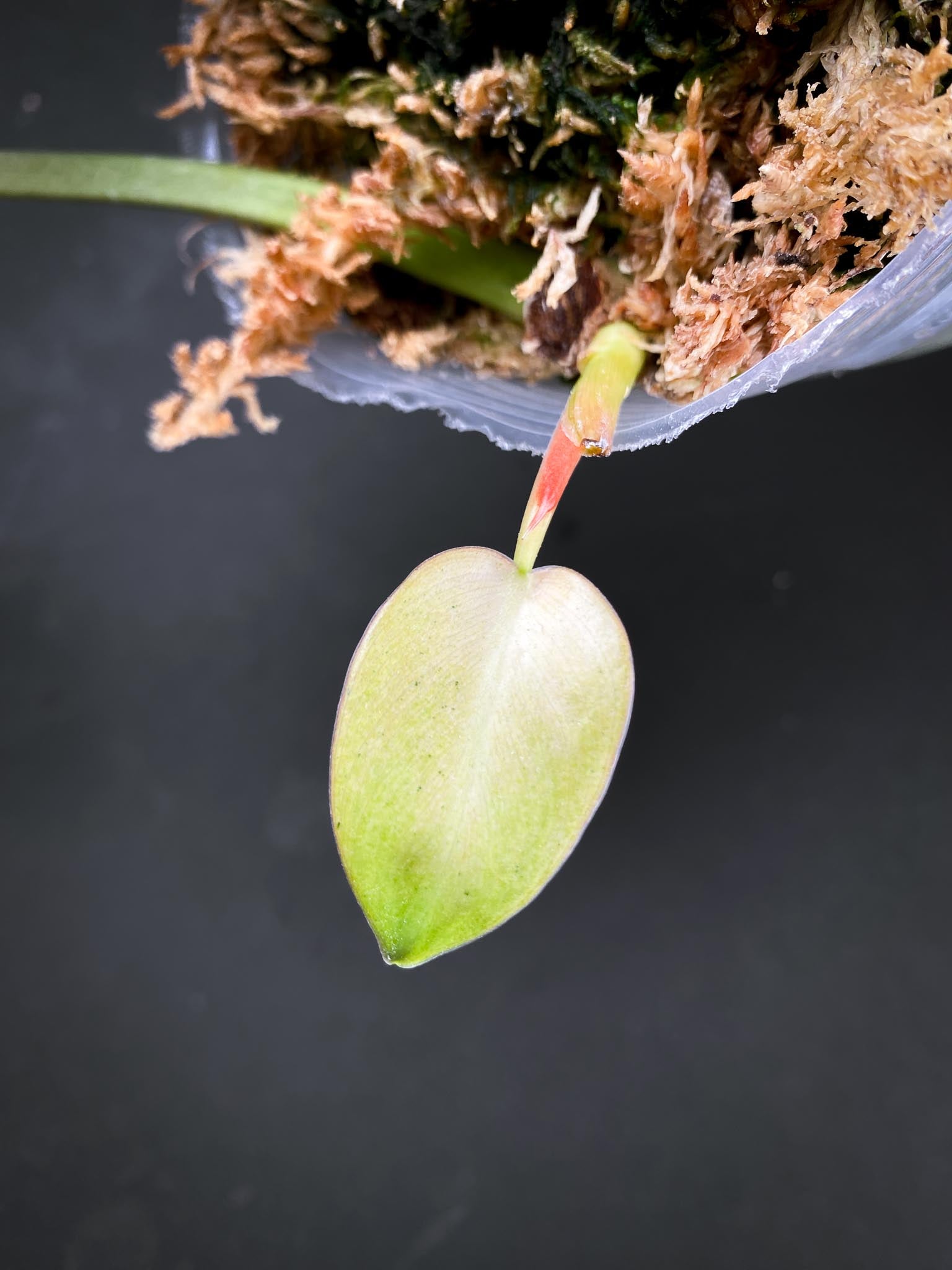 *Philodendron Whipple Way A++ (US Clone) 2 Leaves 3 Nodes 1 Sprout Rooted