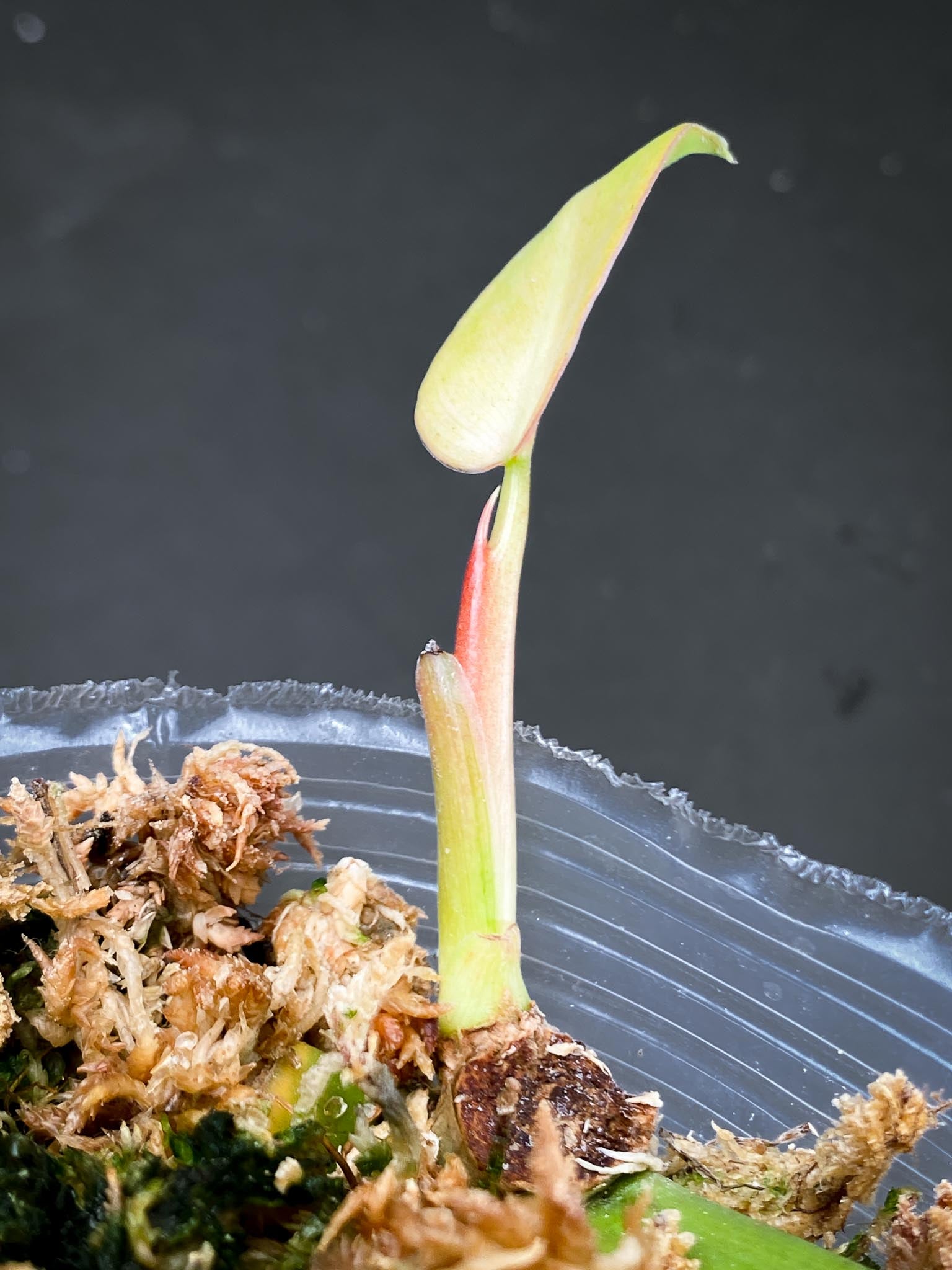 *Philodendron Whipple Way A++ (US Clone) 2 Leaves 3 Nodes 1 Sprout Rooted