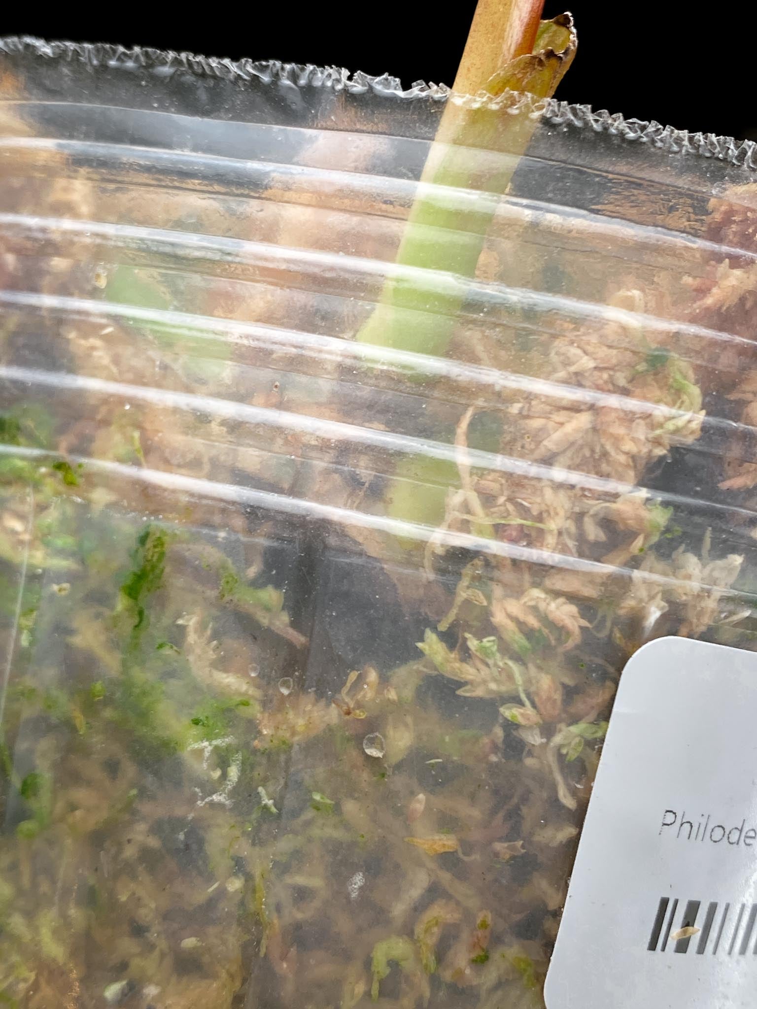 *Philodendron Whipple Way A++ (US Clone) 2 Leaves 3 Nodes 1 Sprout Rooted