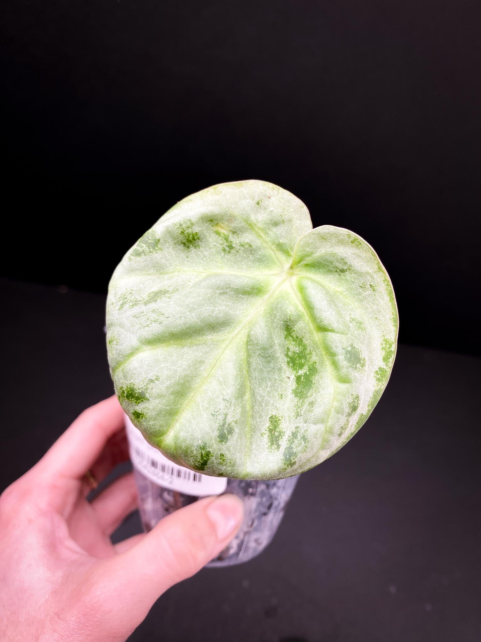 Anthurium Dorayaki Prop 1 Leaf 1 Node 1 Growing Bud Rooted