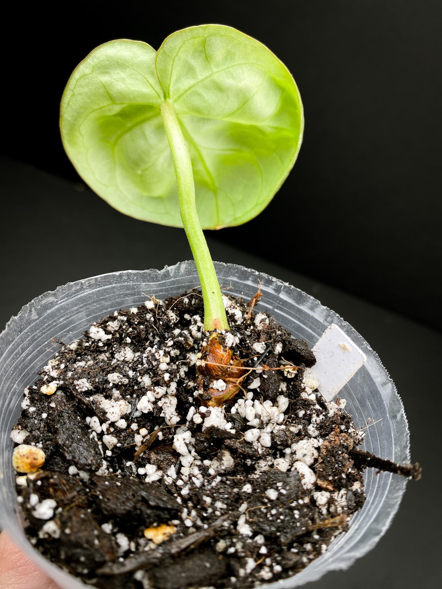 Anthurium Dorayaki Prop 1 Leaf 1 Node 1 Growing Bud Rooted