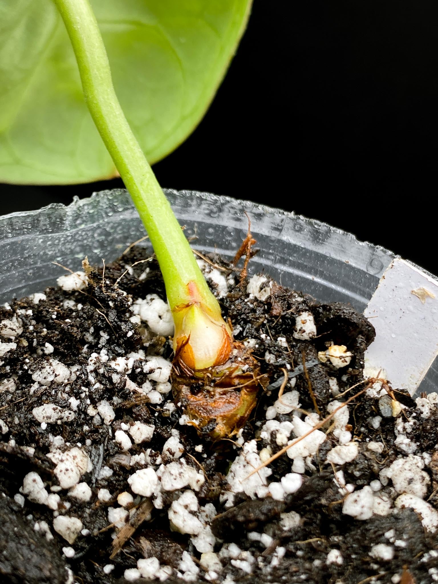 Anthurium Dorayaki Prop 1 Leaf 1 Node 1 Growing Bud Rooted