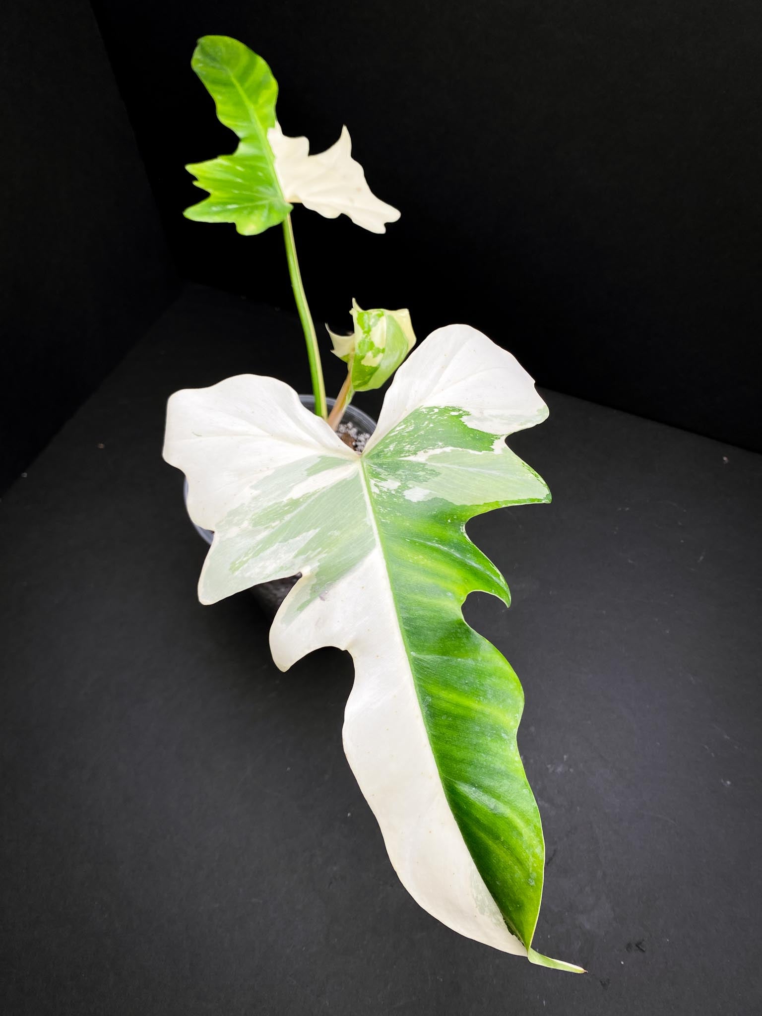 Philodendron Golden Dragon Variegated 3 Leaves 3 Nodes Rooted