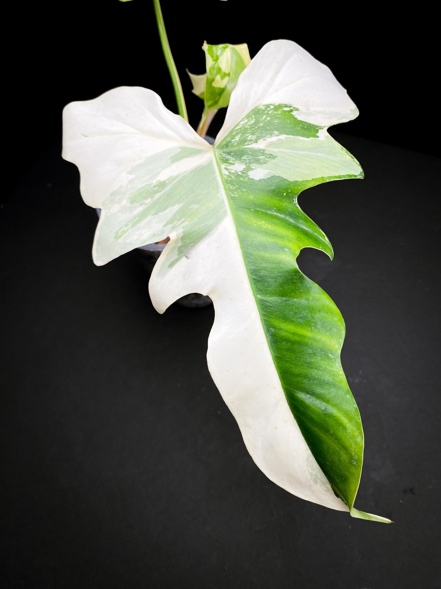 Philodendron Golden Dragon Variegated 3 Leaves 3 Nodes Rooted