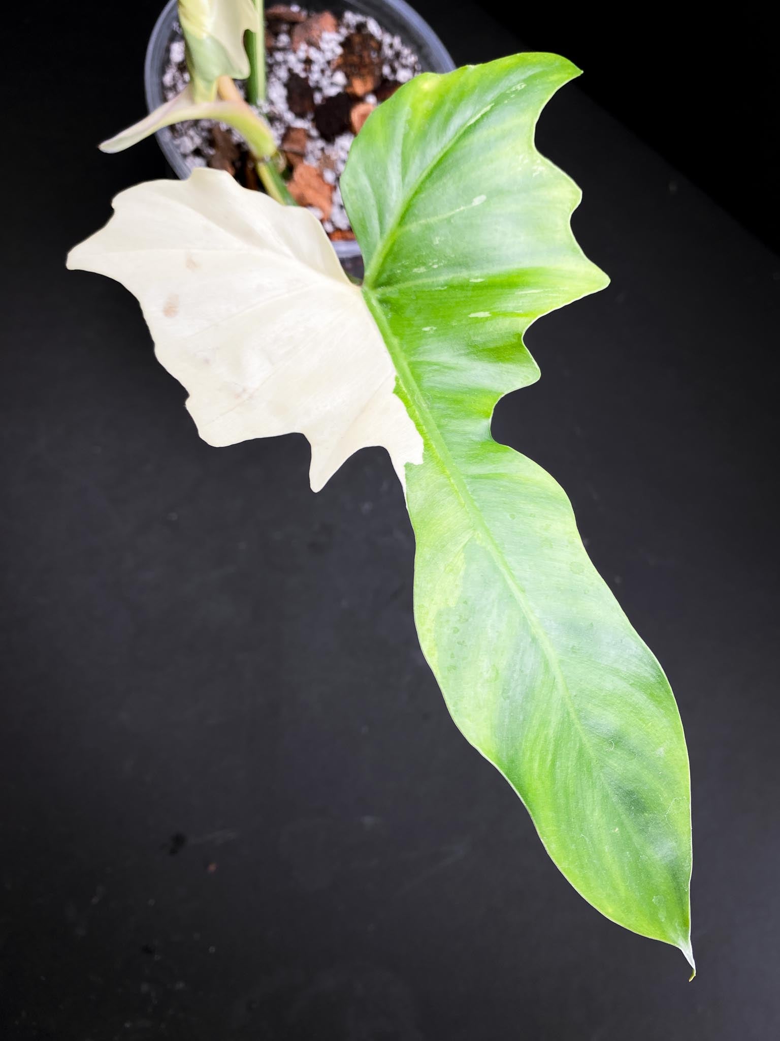Philodendron Golden Dragon Variegated 3 Leaves 3 Nodes Rooted