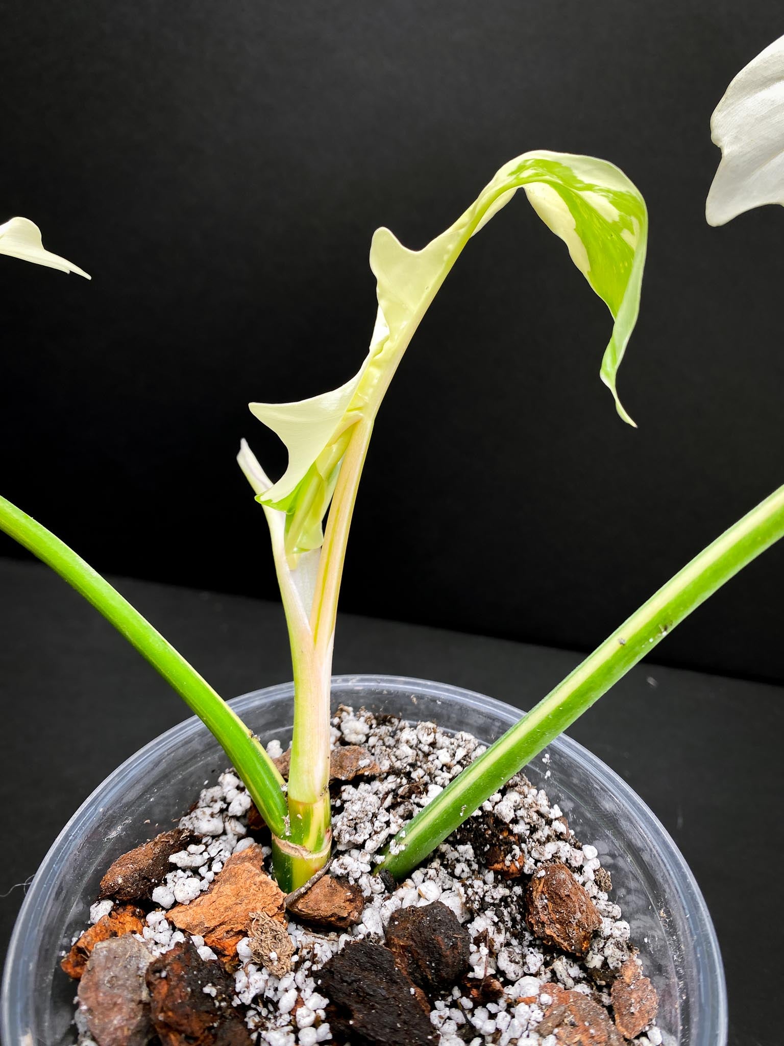 Philodendron Golden Dragon Variegated 3 Leaves 3 Nodes Rooted