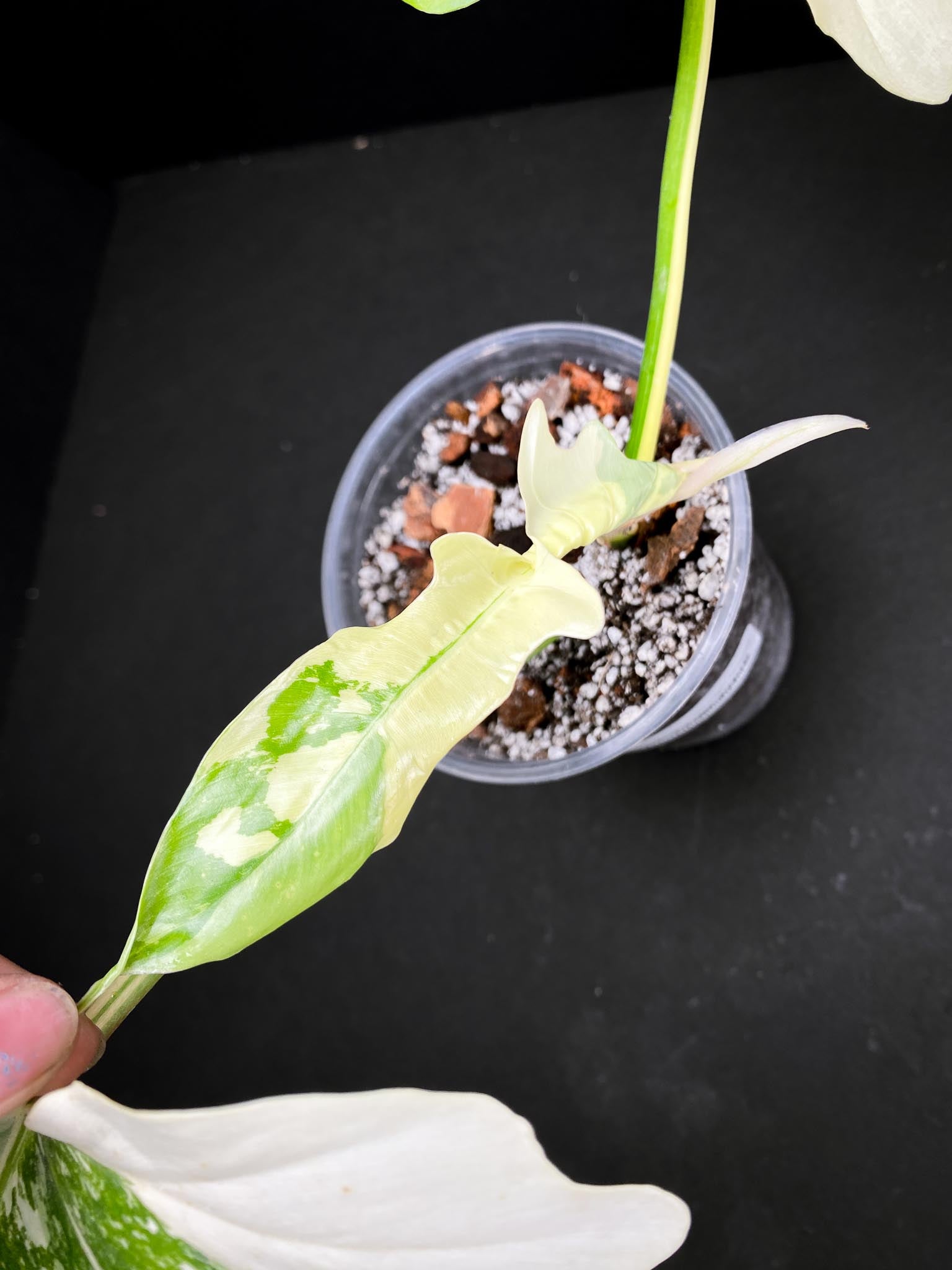Philodendron Golden Dragon Variegated 3 Leaves 3 Nodes Rooted