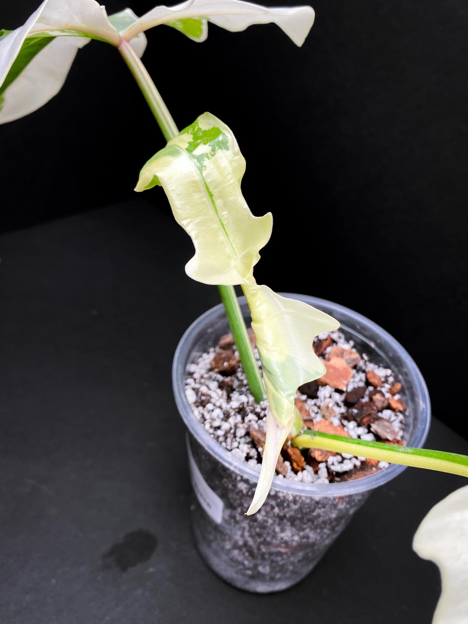 Philodendron Golden Dragon Variegated 3 Leaves 3 Nodes Rooted