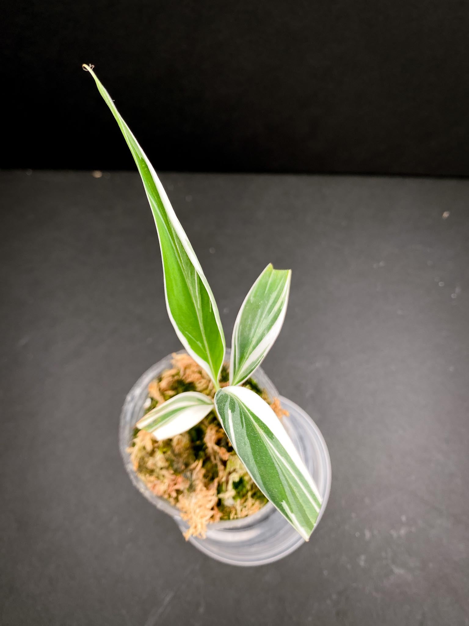 Musa Florida Variegated 4 Leaves 4 Nodes