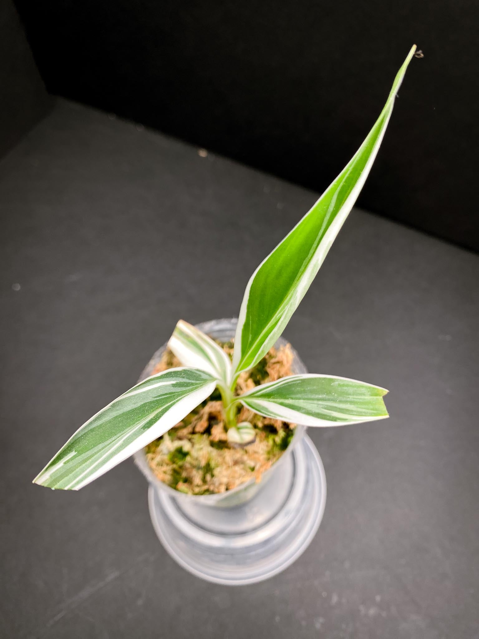 Musa Florida Variegated 4 Leaves 4 Nodes
