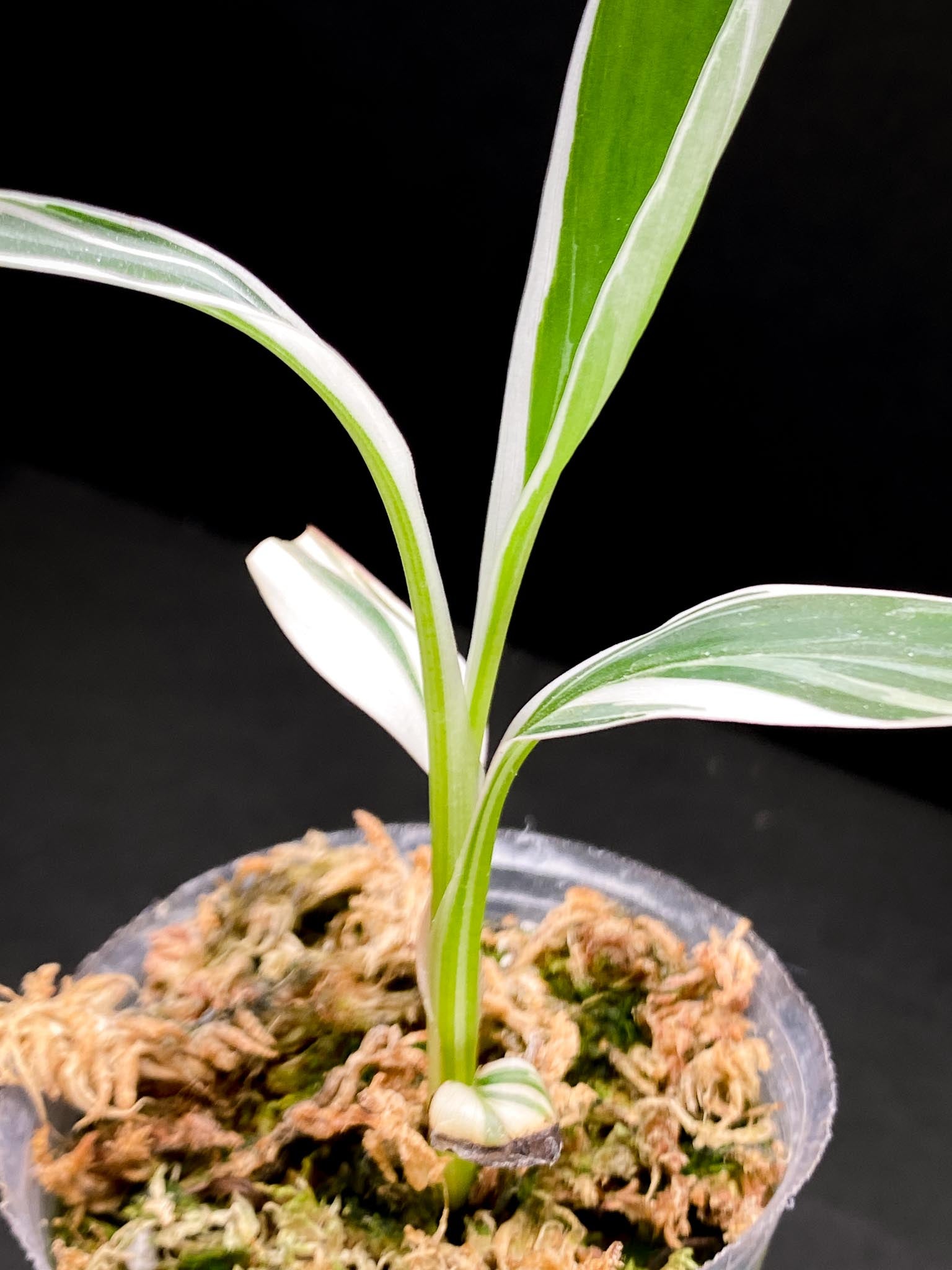 Musa Florida Variegated 4 Leaves 4 Nodes