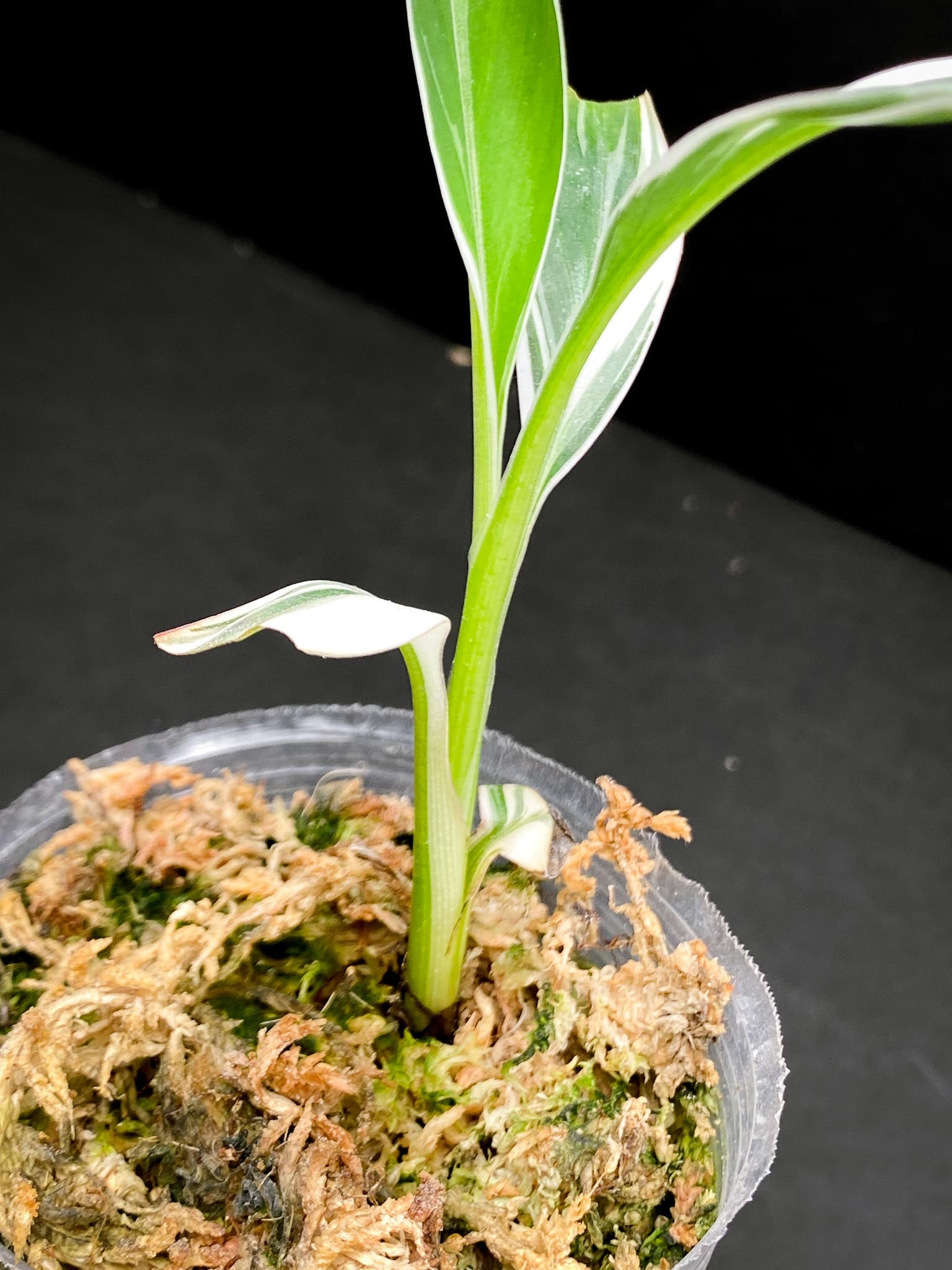 Musa Florida Variegated 4 Leaves 4 Nodes