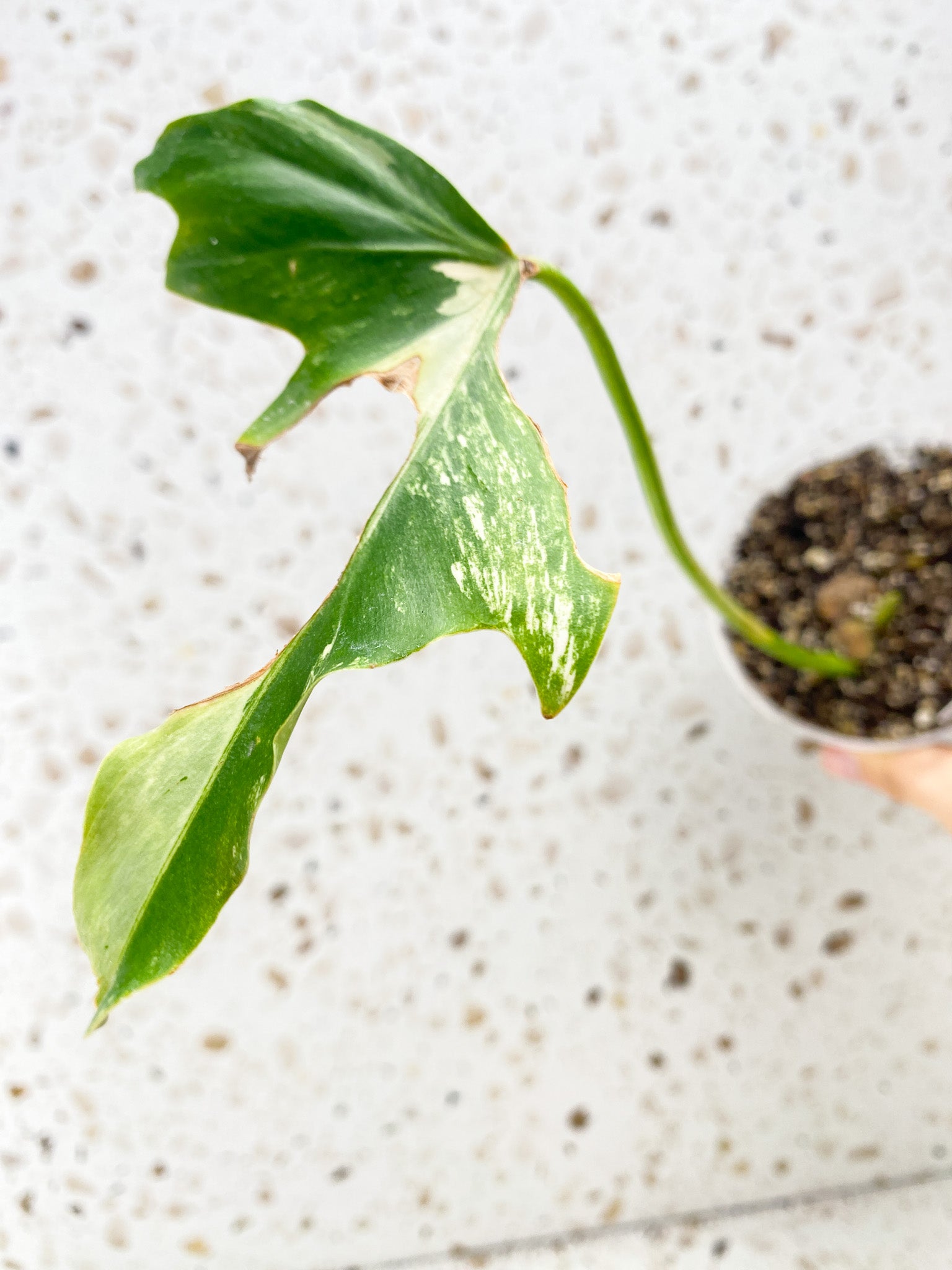 Thaumatophyllum Radiatum Variegated 1 leaf 1 sprout