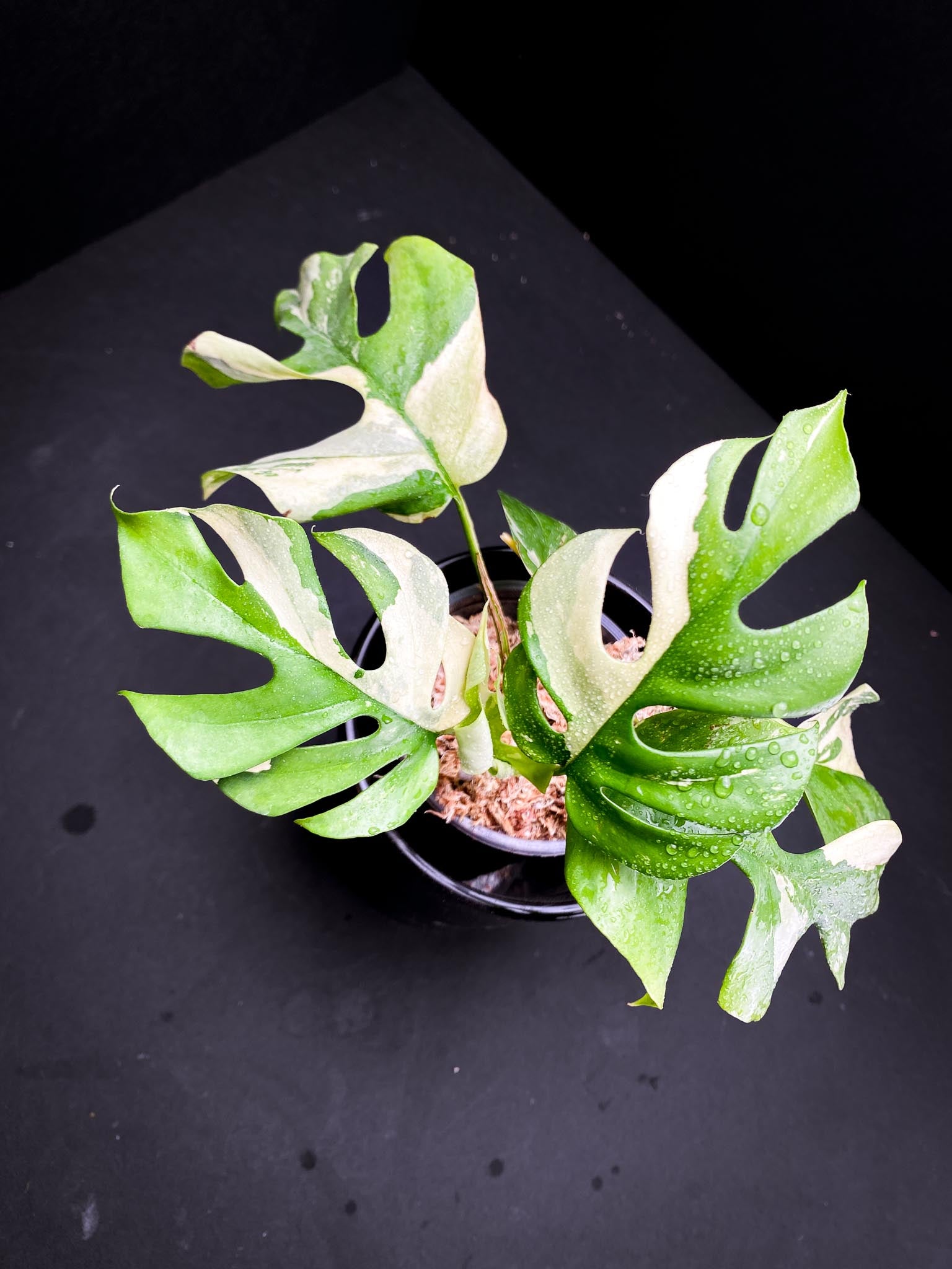 Rhaphidophora tetrasperma variegated Multiple Leaves top cutting Mother plant Rooted