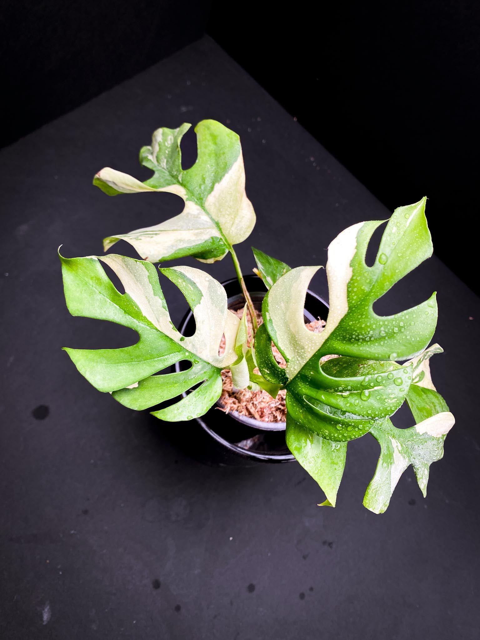 Rhaphidophora tetrasperma variegated Multiple Leaves top cutting Mother plant Rooted