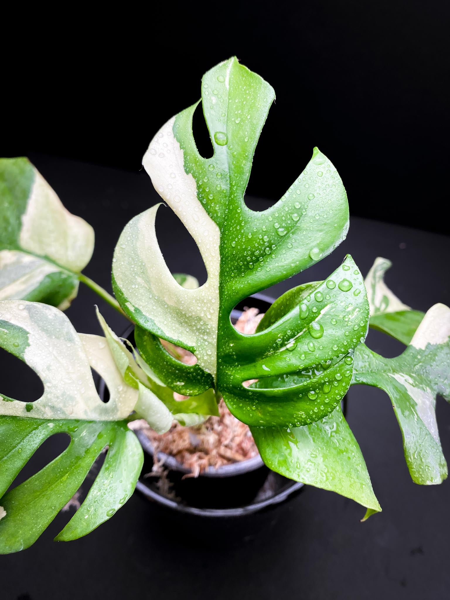 Rhaphidophora tetrasperma variegated Multiple Leaves top cutting Mother plant Rooted