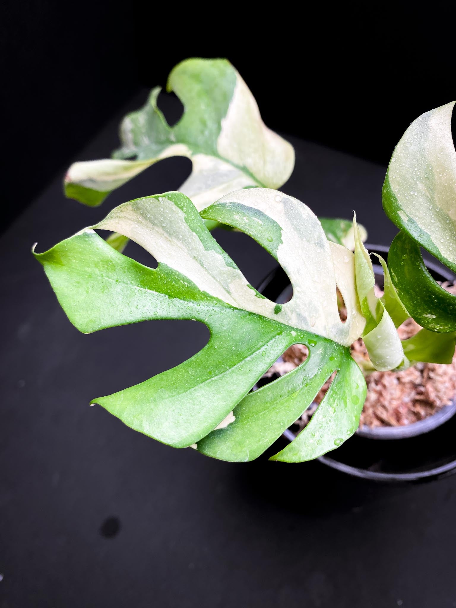 Rhaphidophora tetrasperma variegated Multiple Leaves top cutting Mother plant Rooted