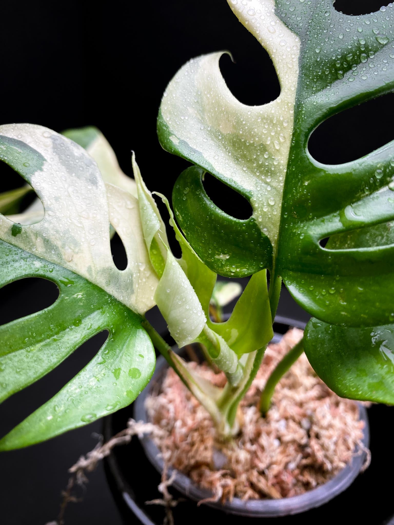 Rhaphidophora tetrasperma variegated Multiple Leaves top cutting Mother plant Rooted