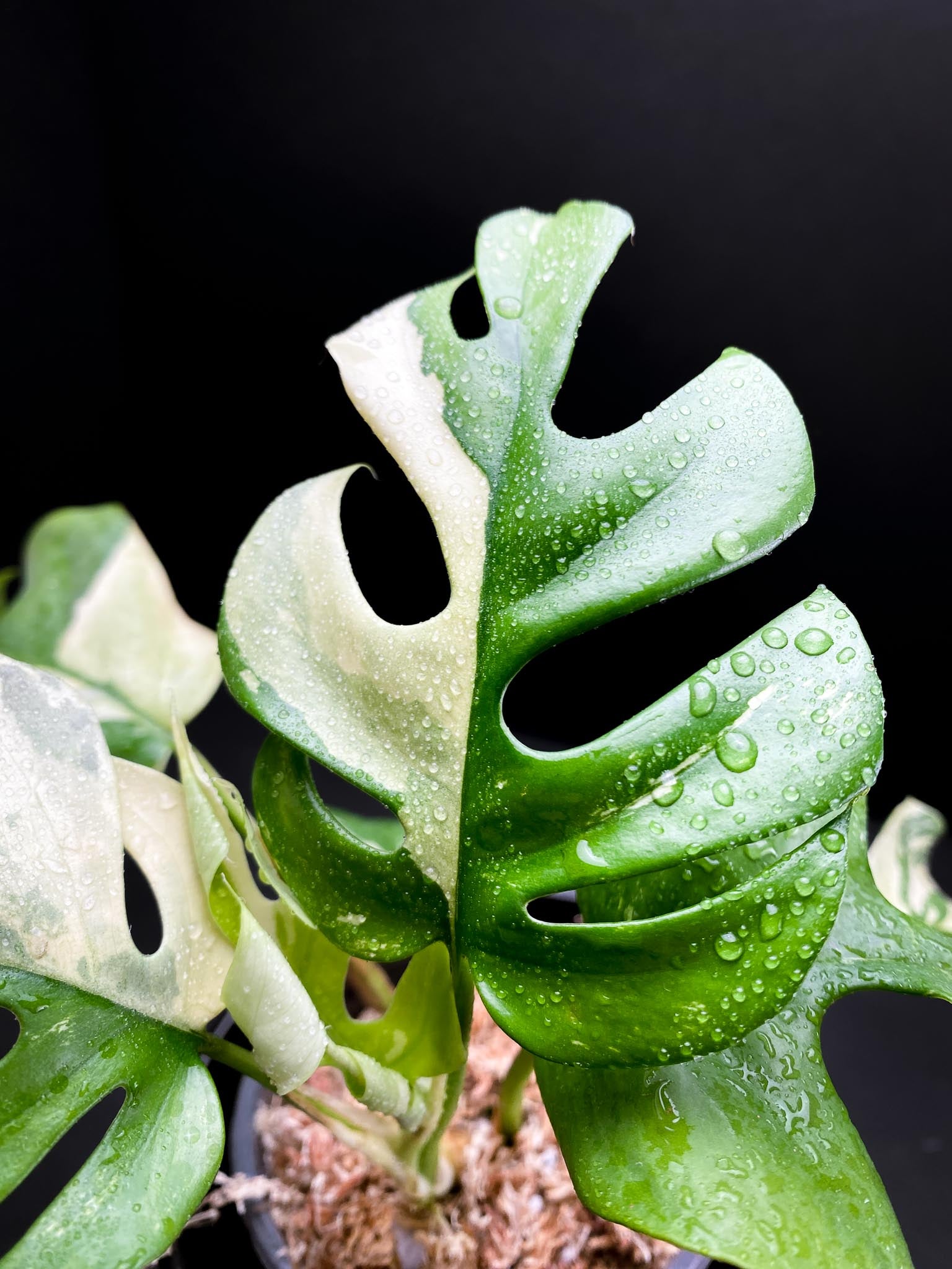 Rhaphidophora tetrasperma variegated Multiple Leaves top cutting Mother plant Rooted