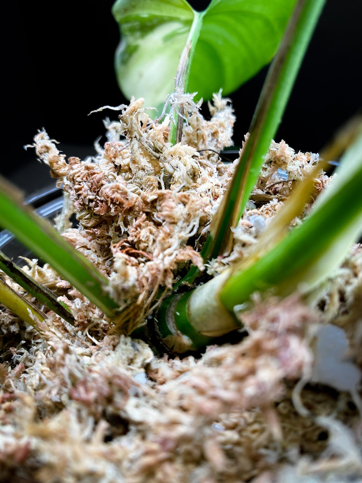 Rhaphidophora tetrasperma variegated Multiple Leaves top cutting Mother plant Rooted
