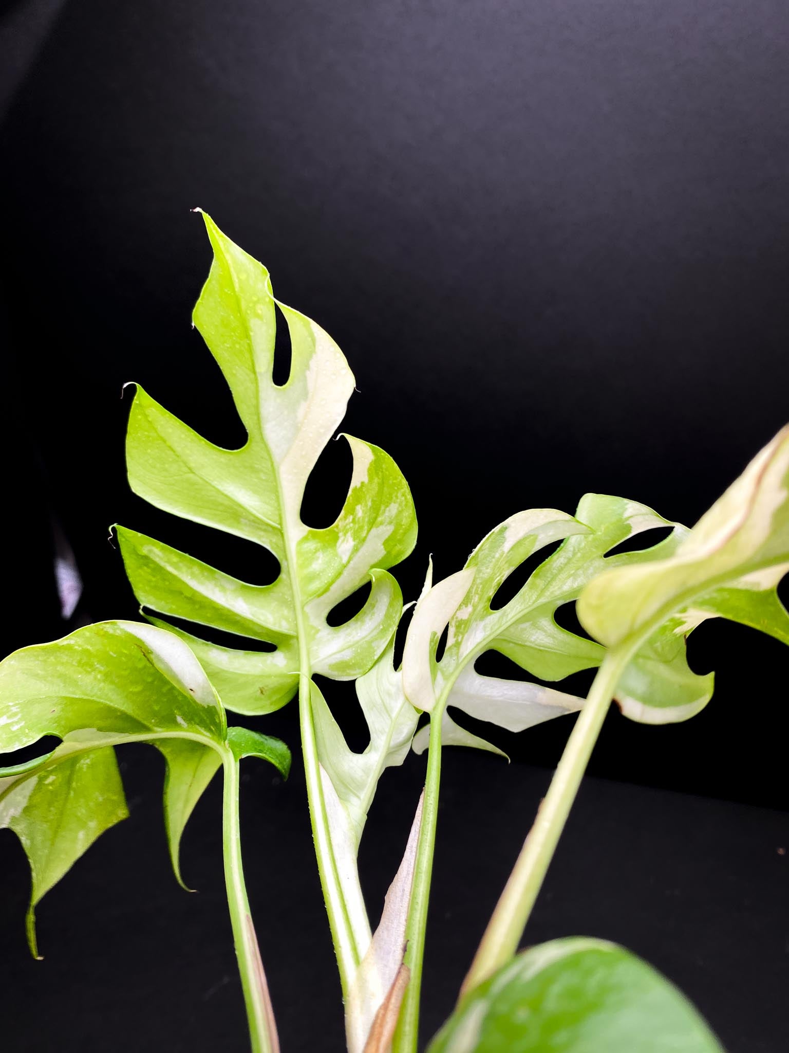 Rhaphidophora tetrasperma variegated Multiple Leaves top cutting Mother plant Rooted