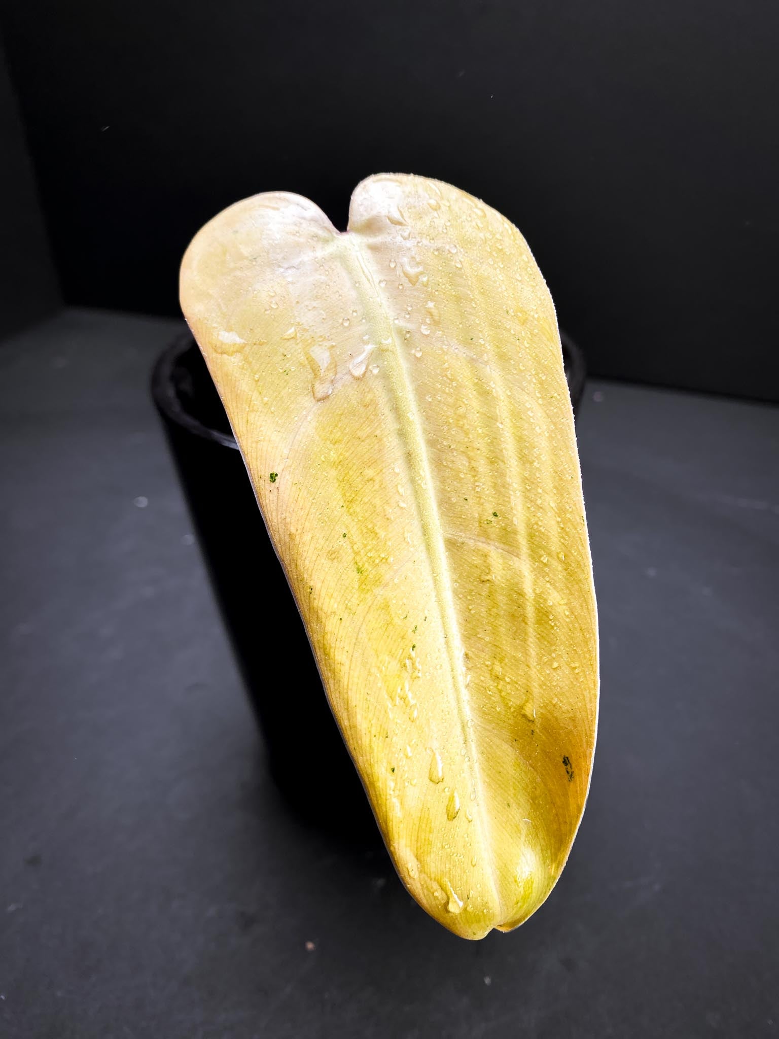 *Philodendron Whipple Way A++ (US Clone) 1 Leaf 2 Nodes 1 Sprout