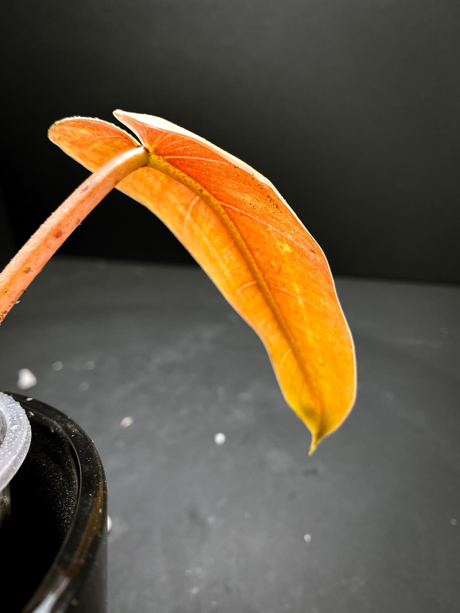 *Philodendron Whipple Way A++ (US Clone) 1 Leaf 2 Nodes 1 Sprout