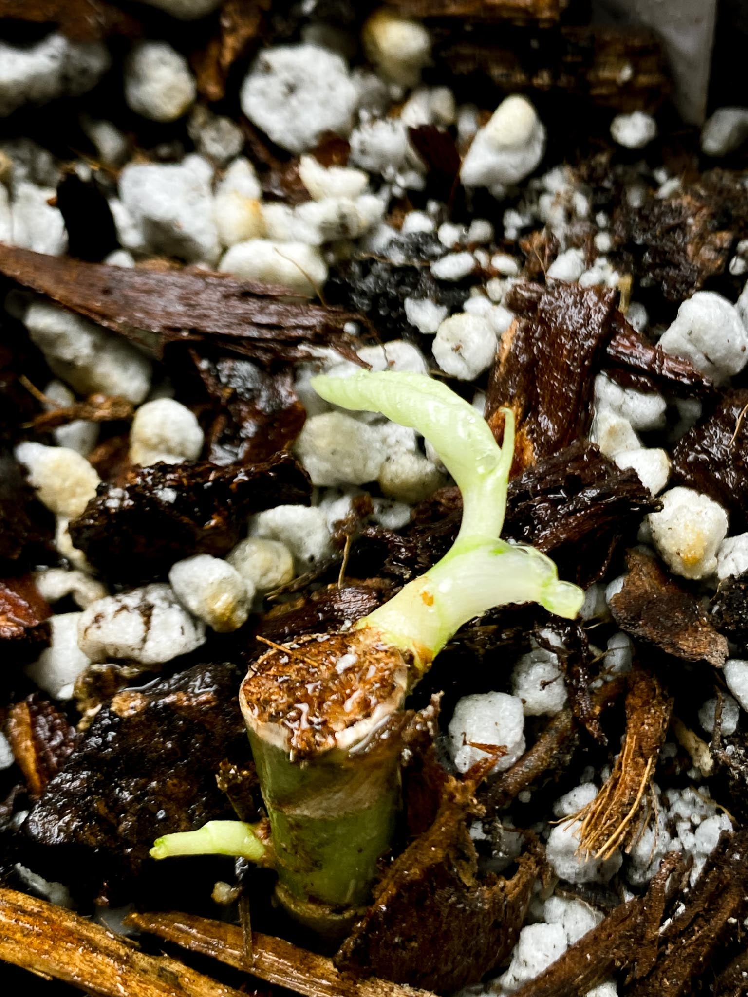 *Philodendron Whipple Way A++ (US Clone) 3 Nodes 2 Sprout Rooted