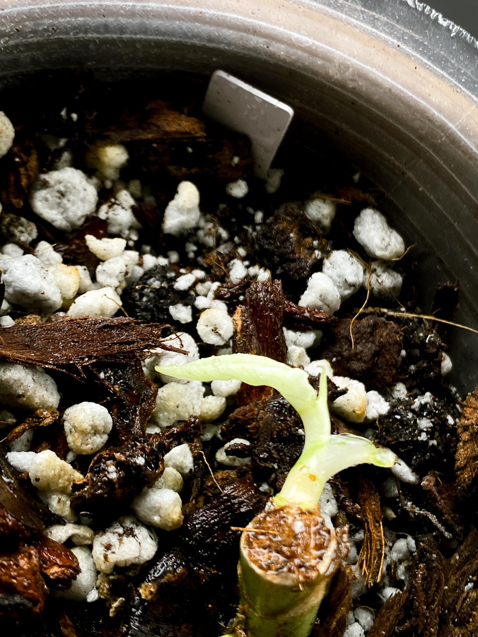 *Philodendron Whipple Way A++ (US Clone) 3 Nodes 2 Sprout Rooted