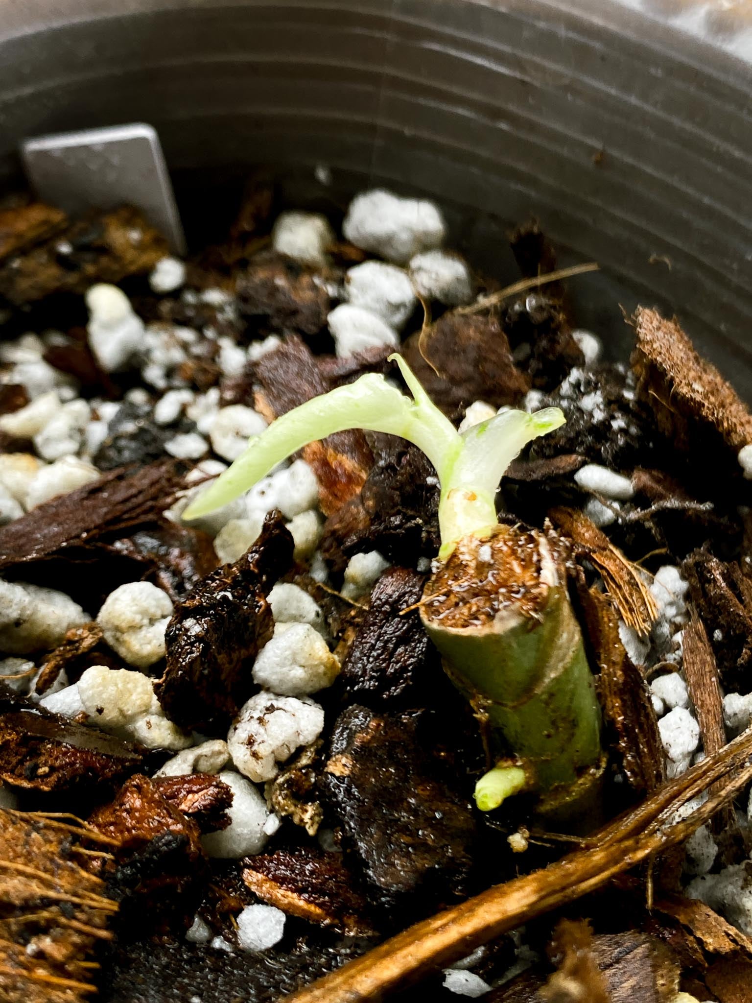 *Philodendron Whipple Way A++ (US Clone) 3 Nodes 2 Sprout Rooted