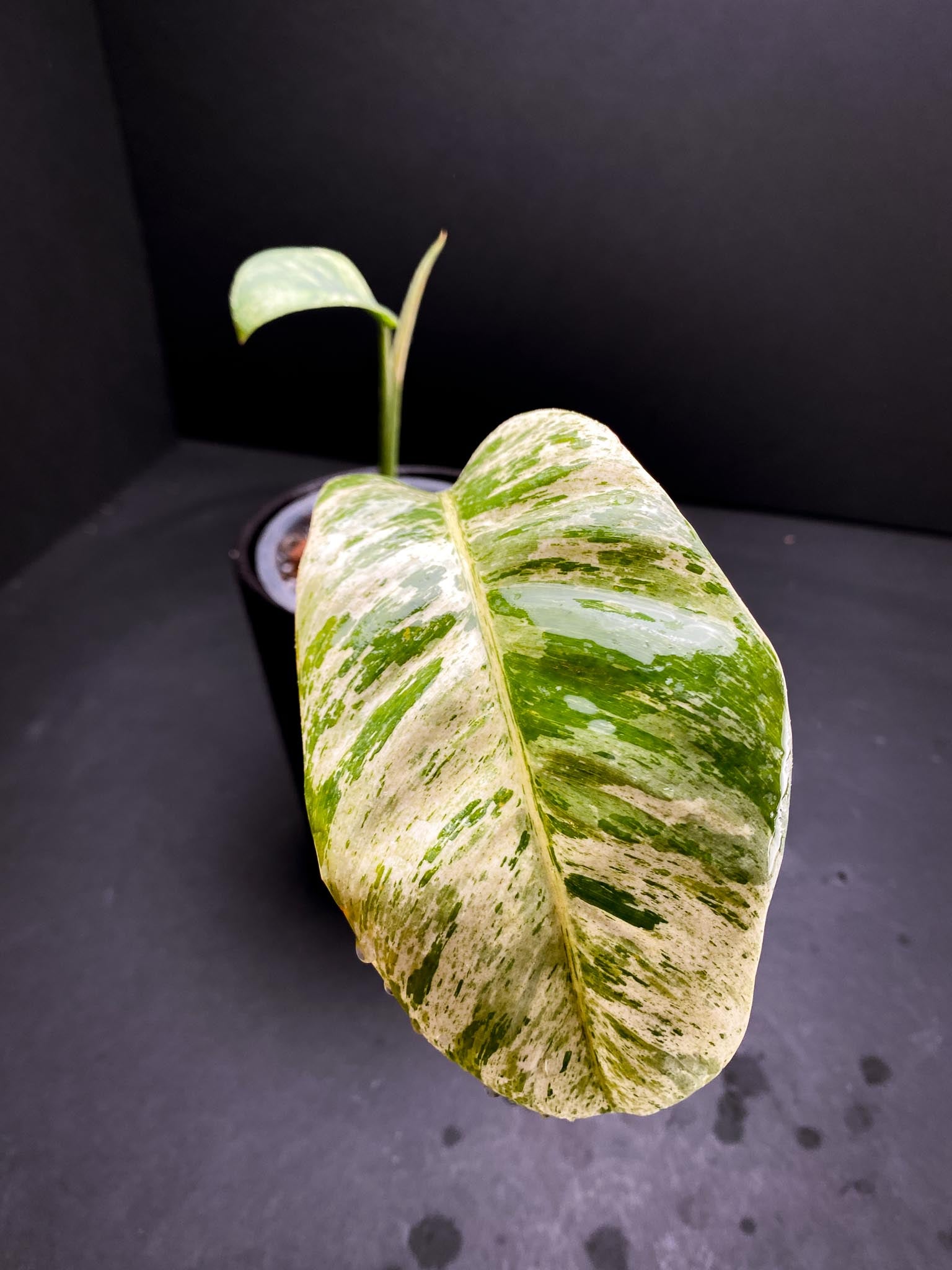 Epipremnum Giganteum Variegated 2 Leaves 3 Nodes 1 Sprout Rooted