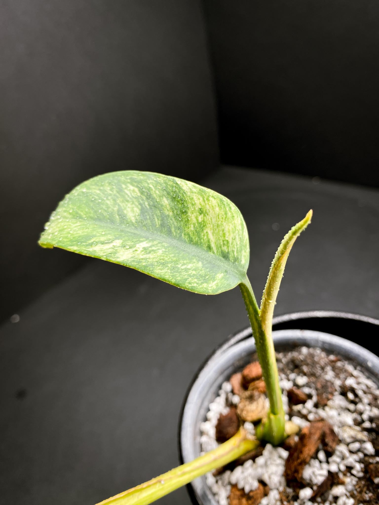 Epipremnum Giganteum Variegated 2 Leaves 3 Nodes 1 Sprout Rooted