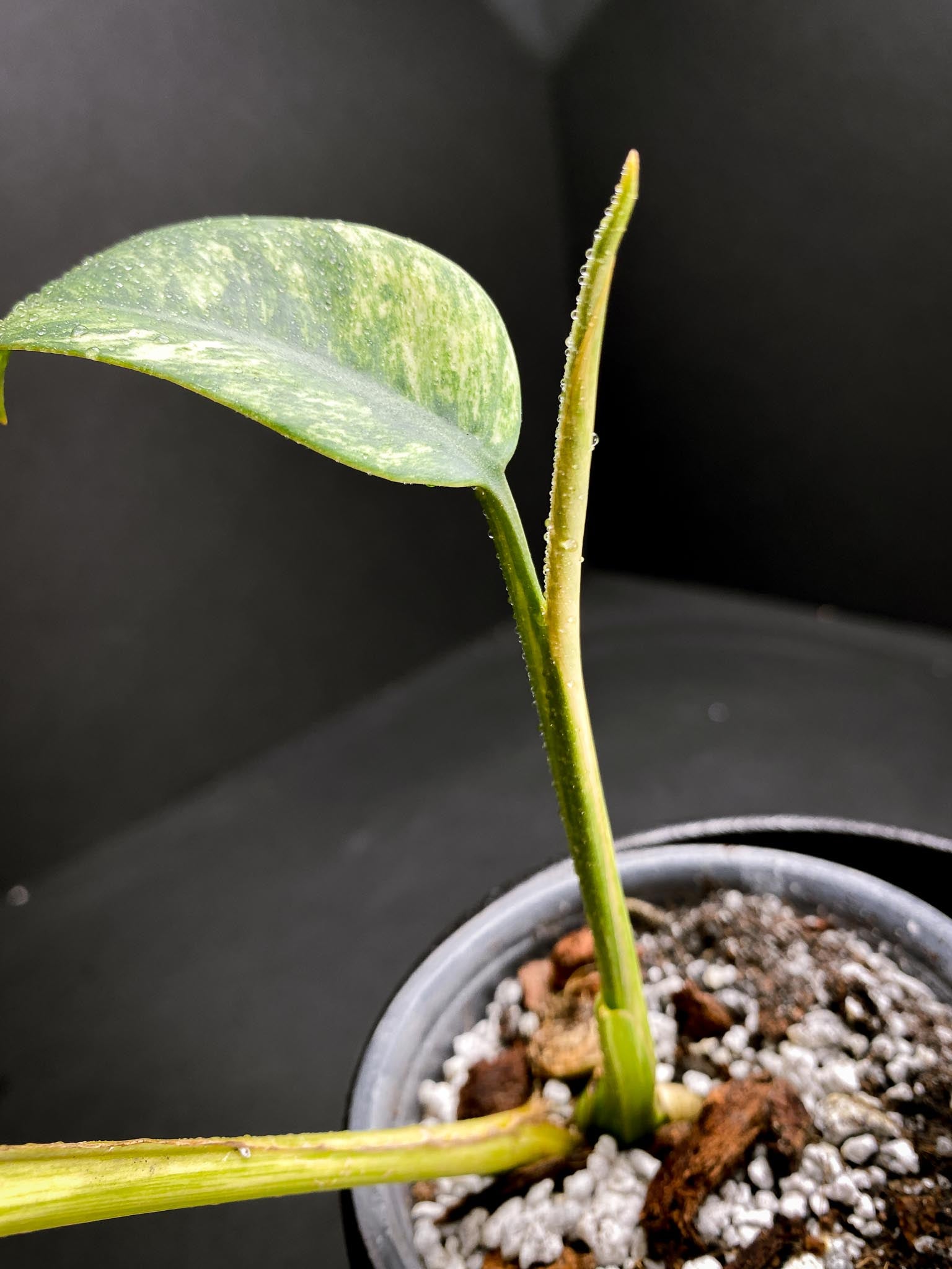 Epipremnum Giganteum Variegated 2 Leaves 3 Nodes 1 Sprout Rooted