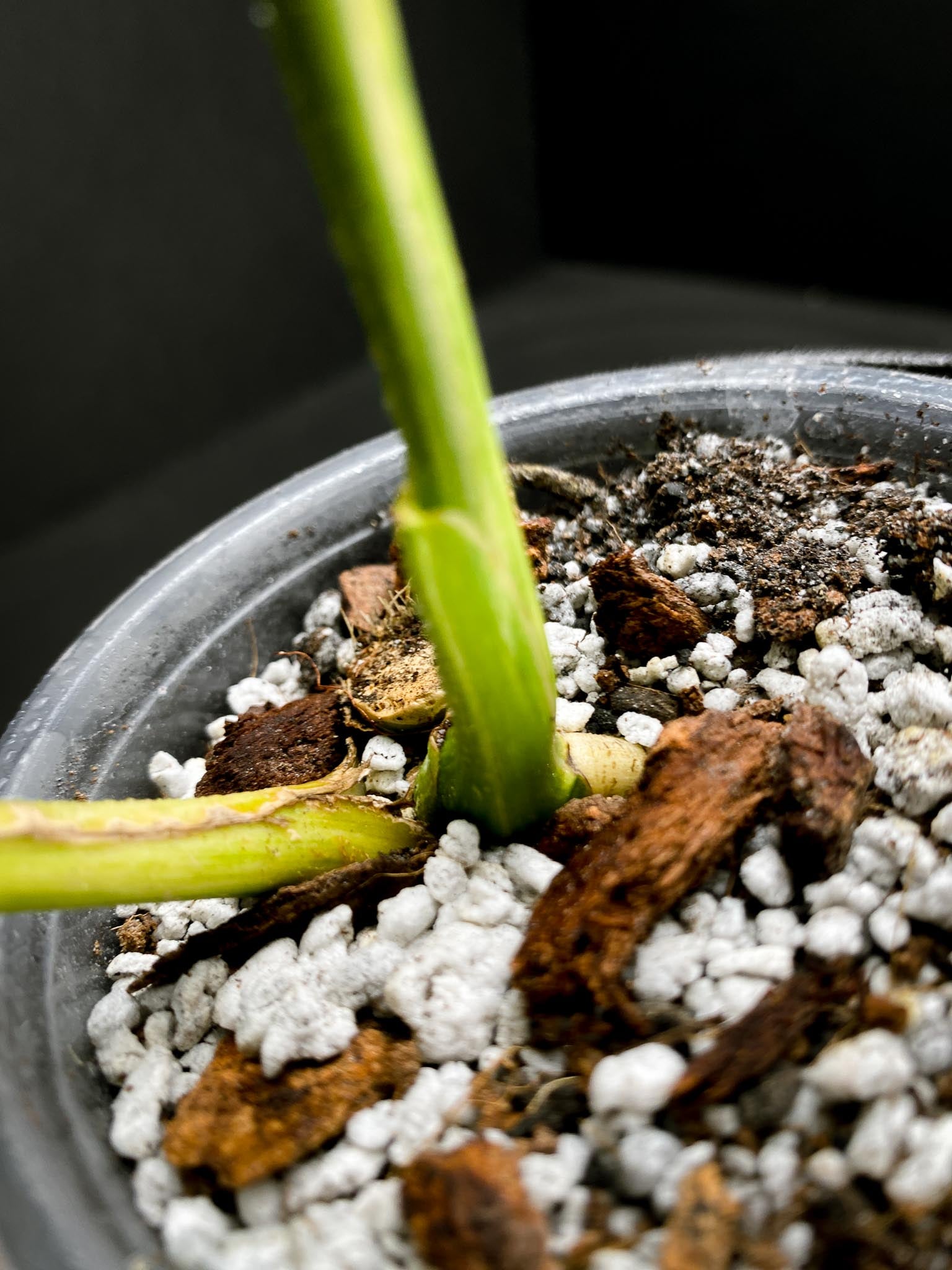 Epipremnum Giganteum Variegated 2 Leaves 3 Nodes 1 Sprout Rooted