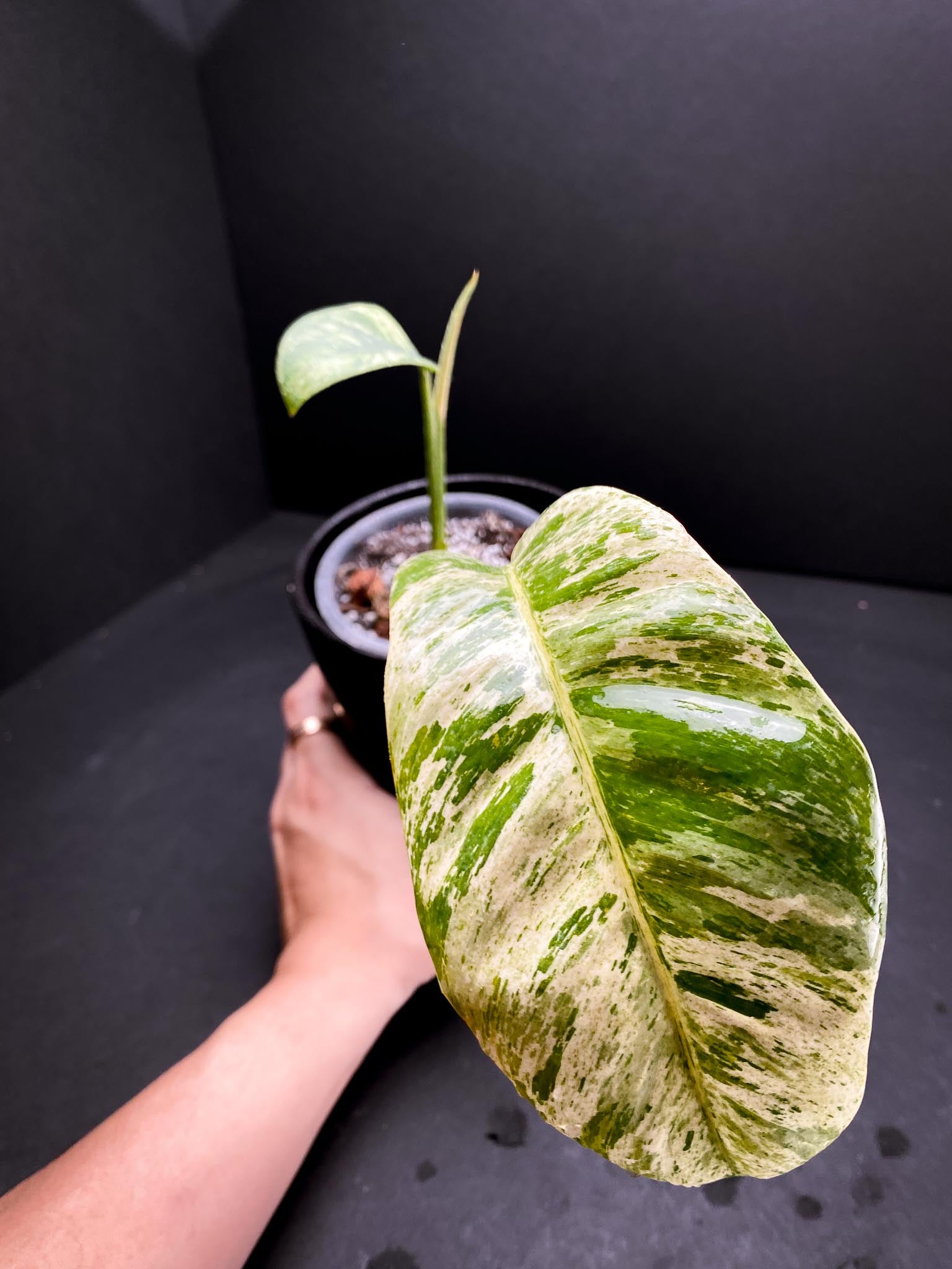 Epipremnum Giganteum Variegated 2 Leaves 3 Nodes 1 Sprout Rooted