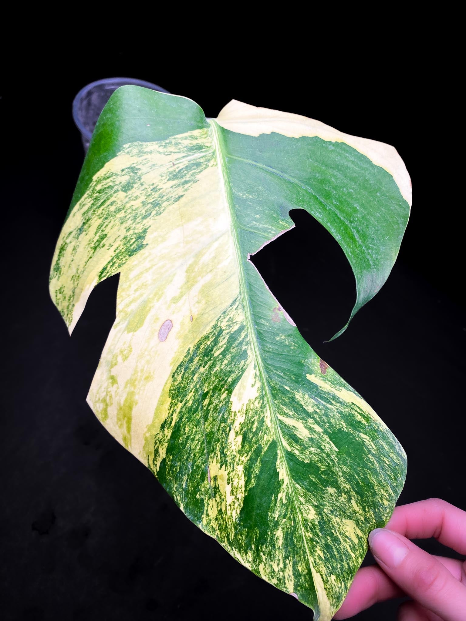 Monstera Aurea Tricolor 1 Leaf 1 Node Rooted