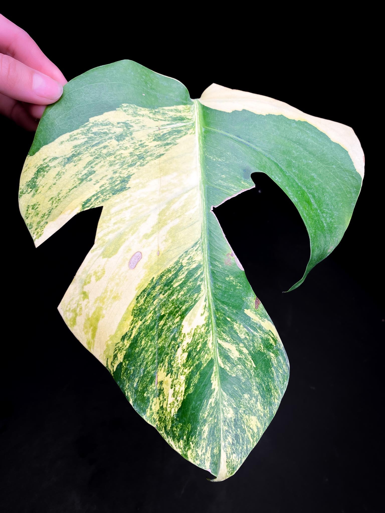 Monstera Aurea Tricolor 1 Leaf 1 Node Rooted