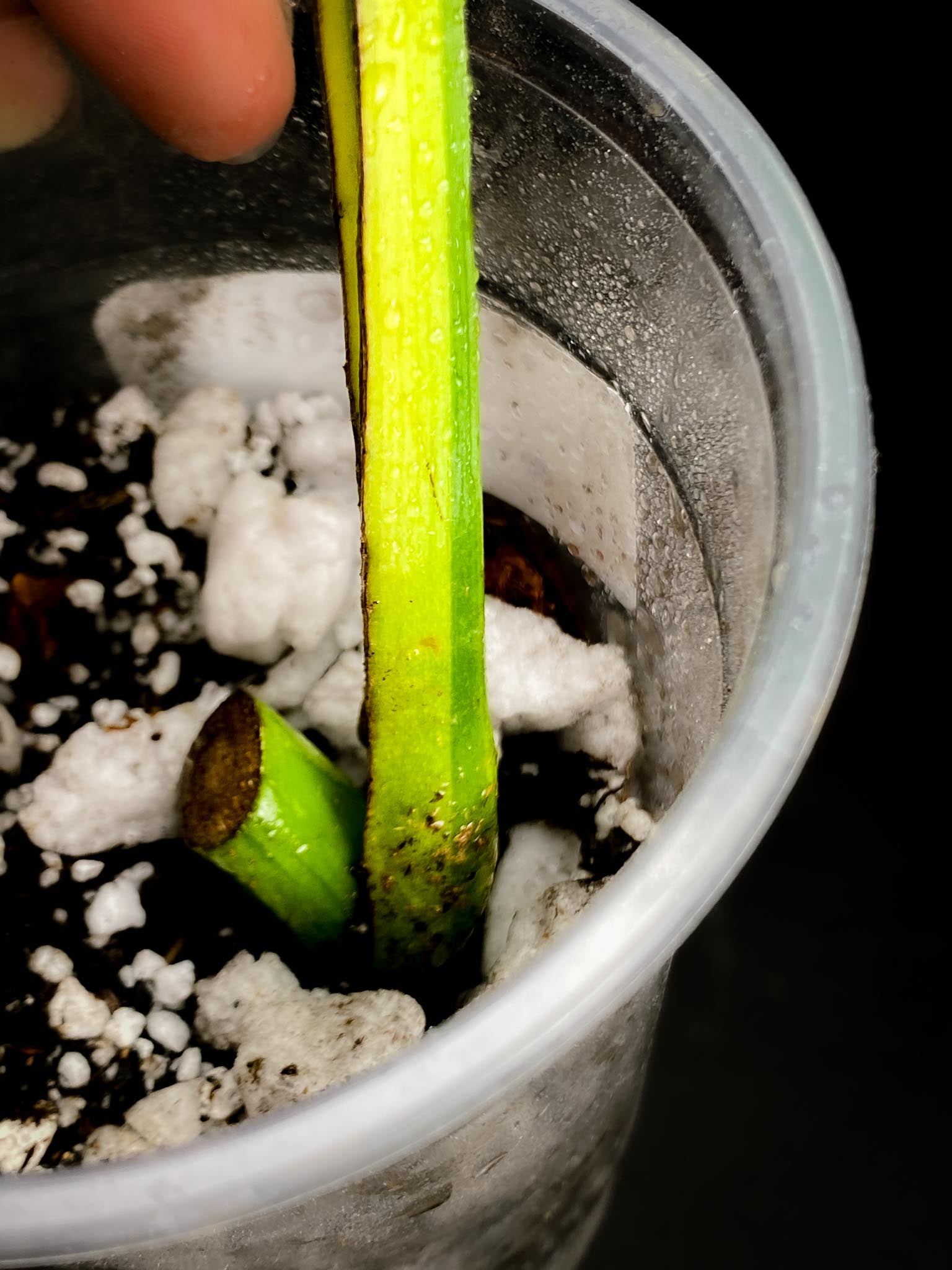 Monstera Aurea Tricolor 1 Leaf 1 Node Rooted