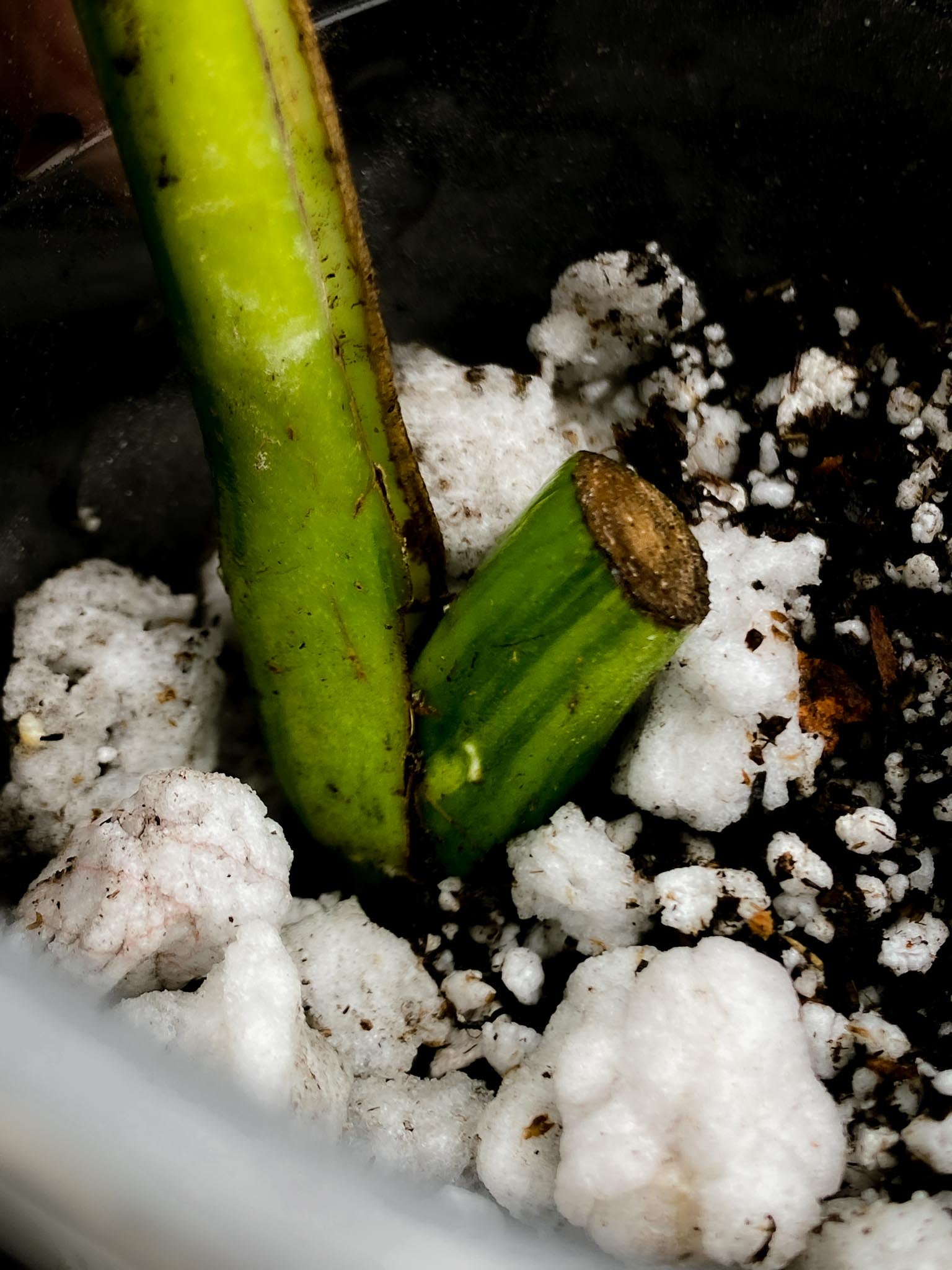Monstera Aurea Tricolor 1 Leaf 1 Node Rooted